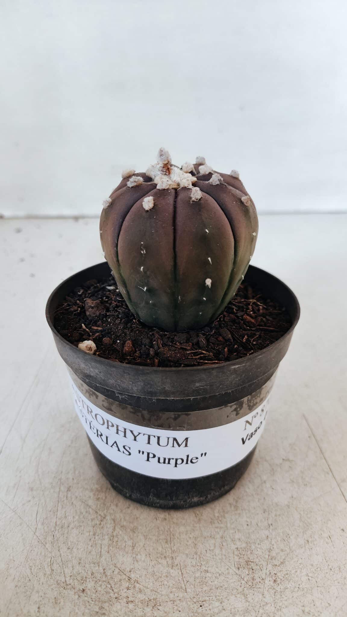 ASTROPHYTUM ASTERIAS “Purple”  Nº 870 – vaso 09