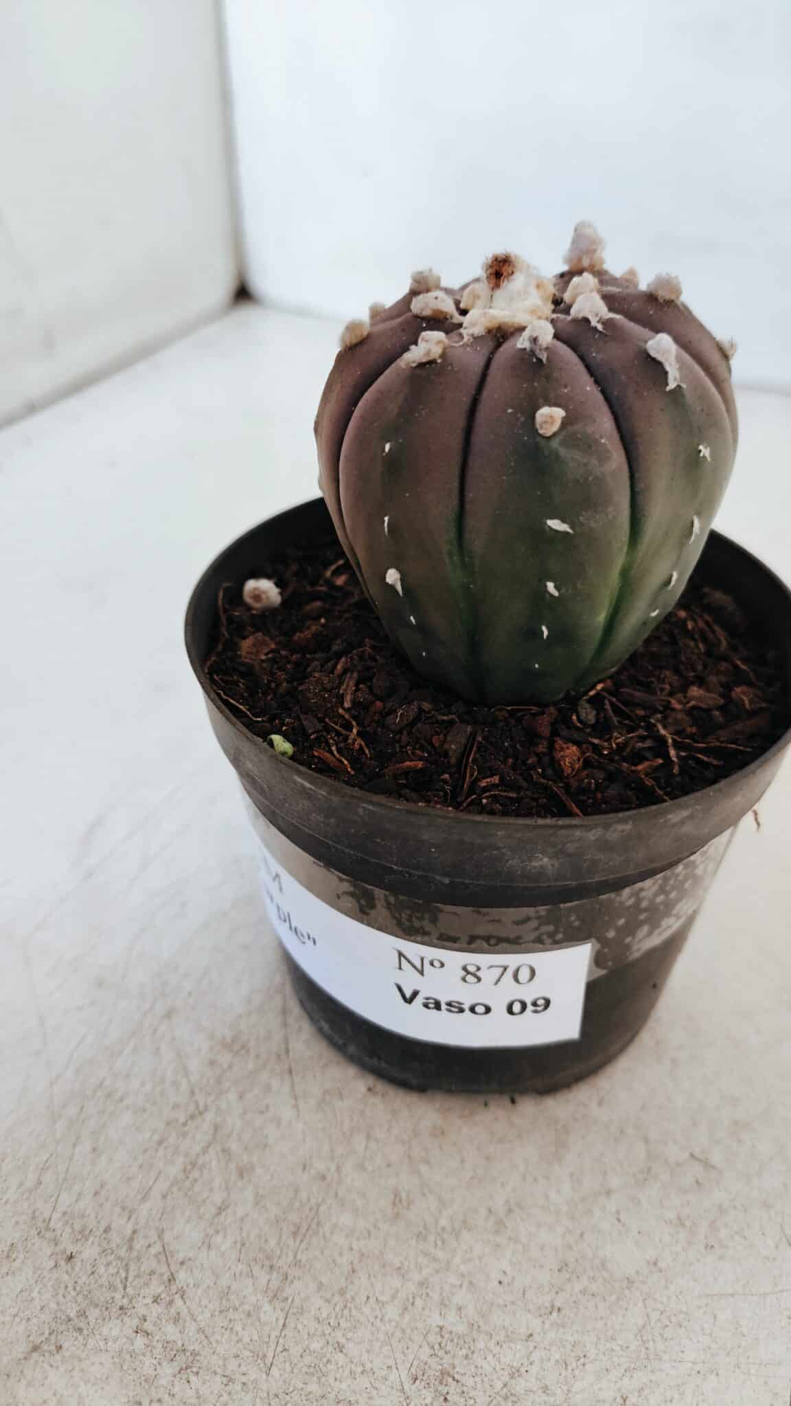 ASTROPHYTUM ASTERIAS “Purple”  Nº 870 – vaso 09