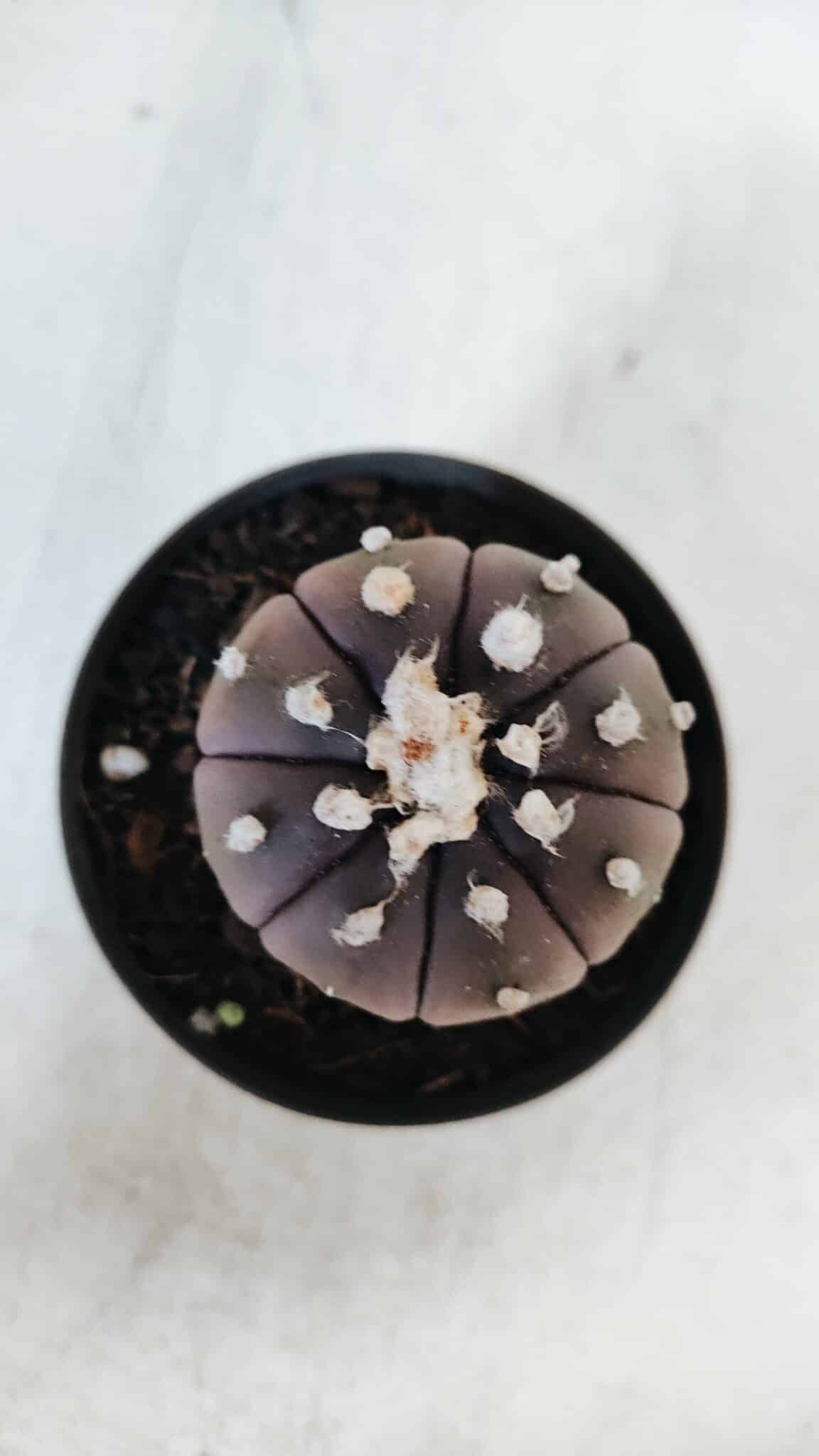 ASTROPHYTUM ASTERIAS “Purple”  Nº 870 – vaso 09