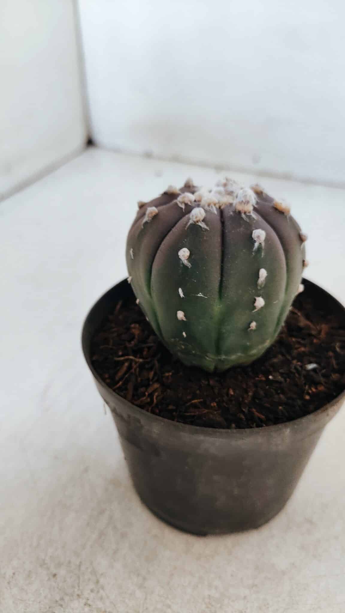 ASTROPHYTUM ASTERIAS “Purple”  Nº 870 – vaso 09