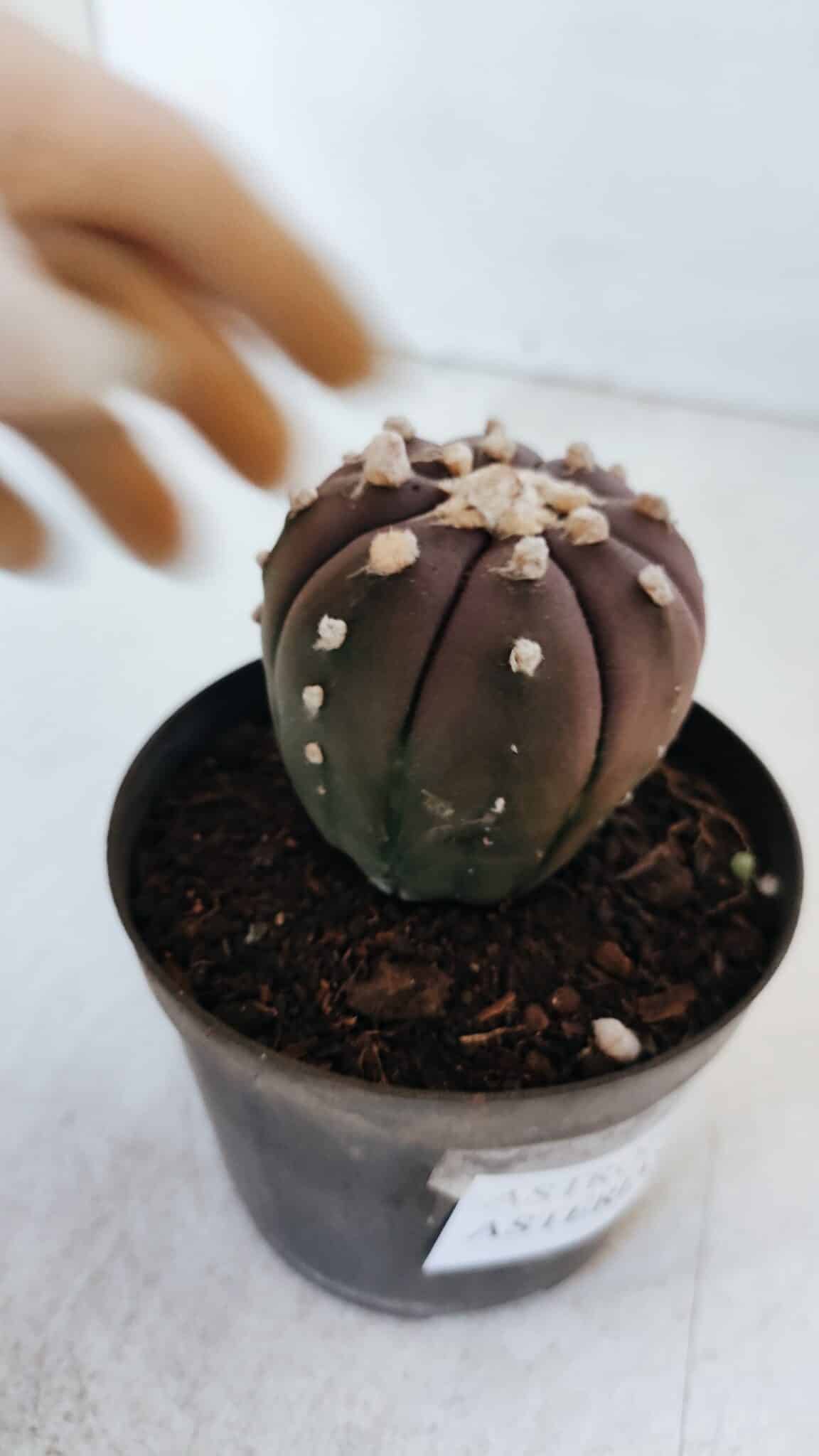 ASTROPHYTUM ASTERIAS “Purple”  Nº 870 – vaso 09