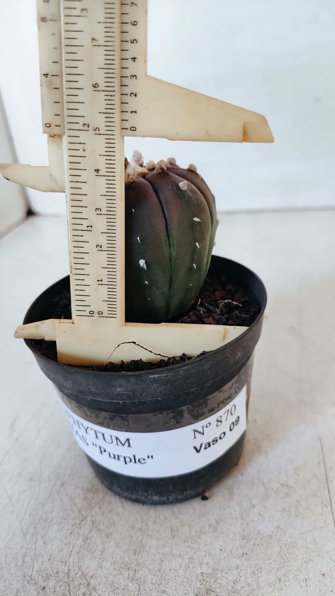 ASTROPHYTUM ASTERIAS “Purple”  Nº 870 – vaso 09