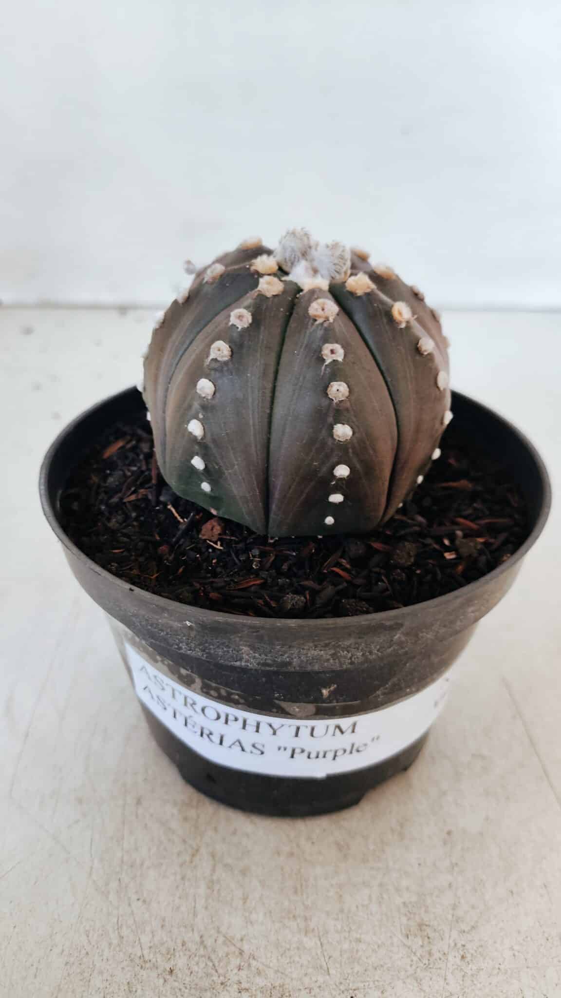 ASTROPHYTUM ASTERIAS “Purple”  Nº 871 – vaso 11