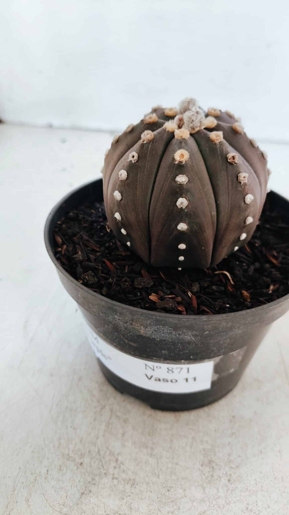 ASTROPHYTUM ASTERIAS “Purple”  Nº 871 – vaso 11