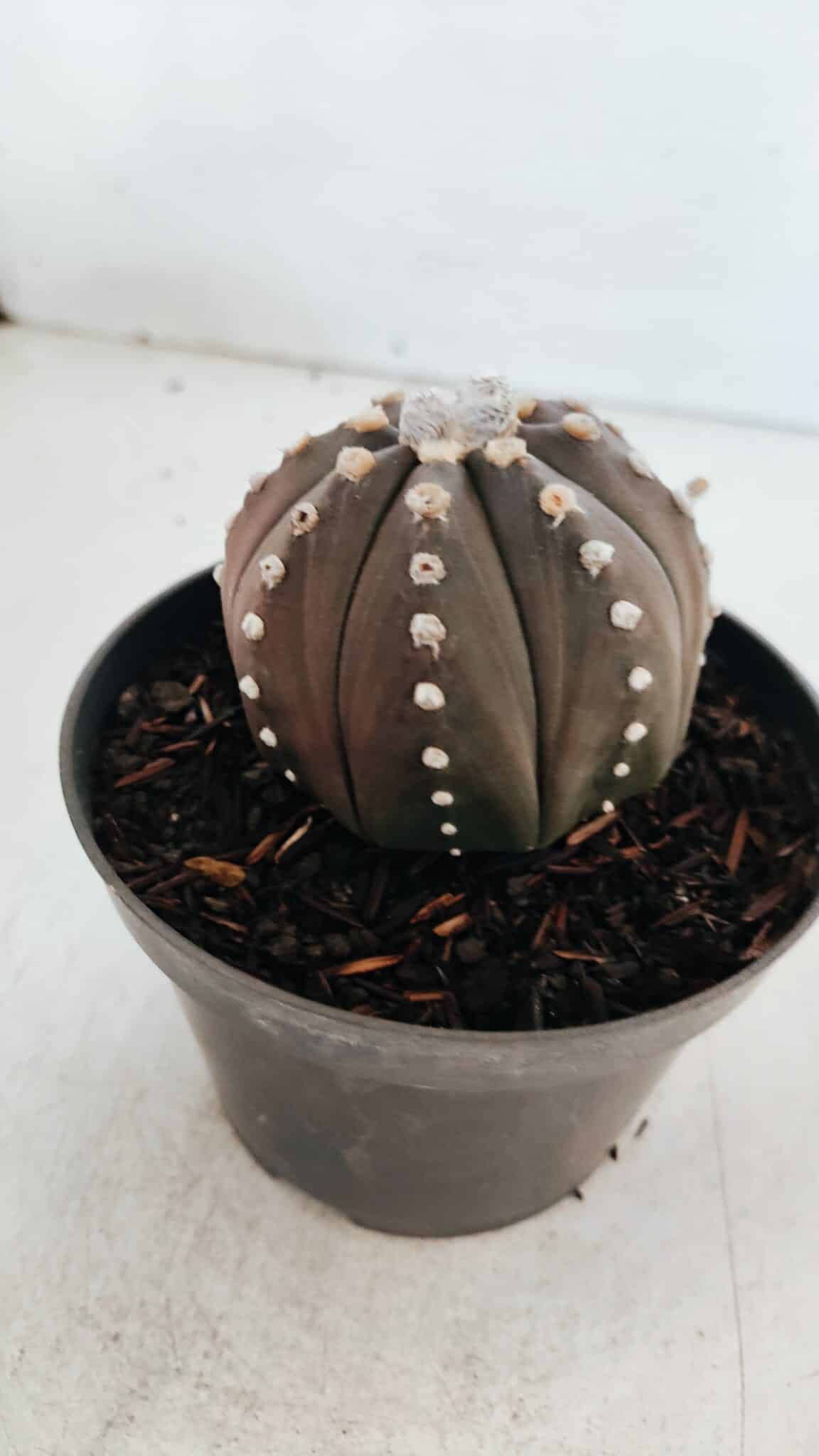 ASTROPHYTUM ASTERIAS “Purple”  Nº 871 – vaso 11