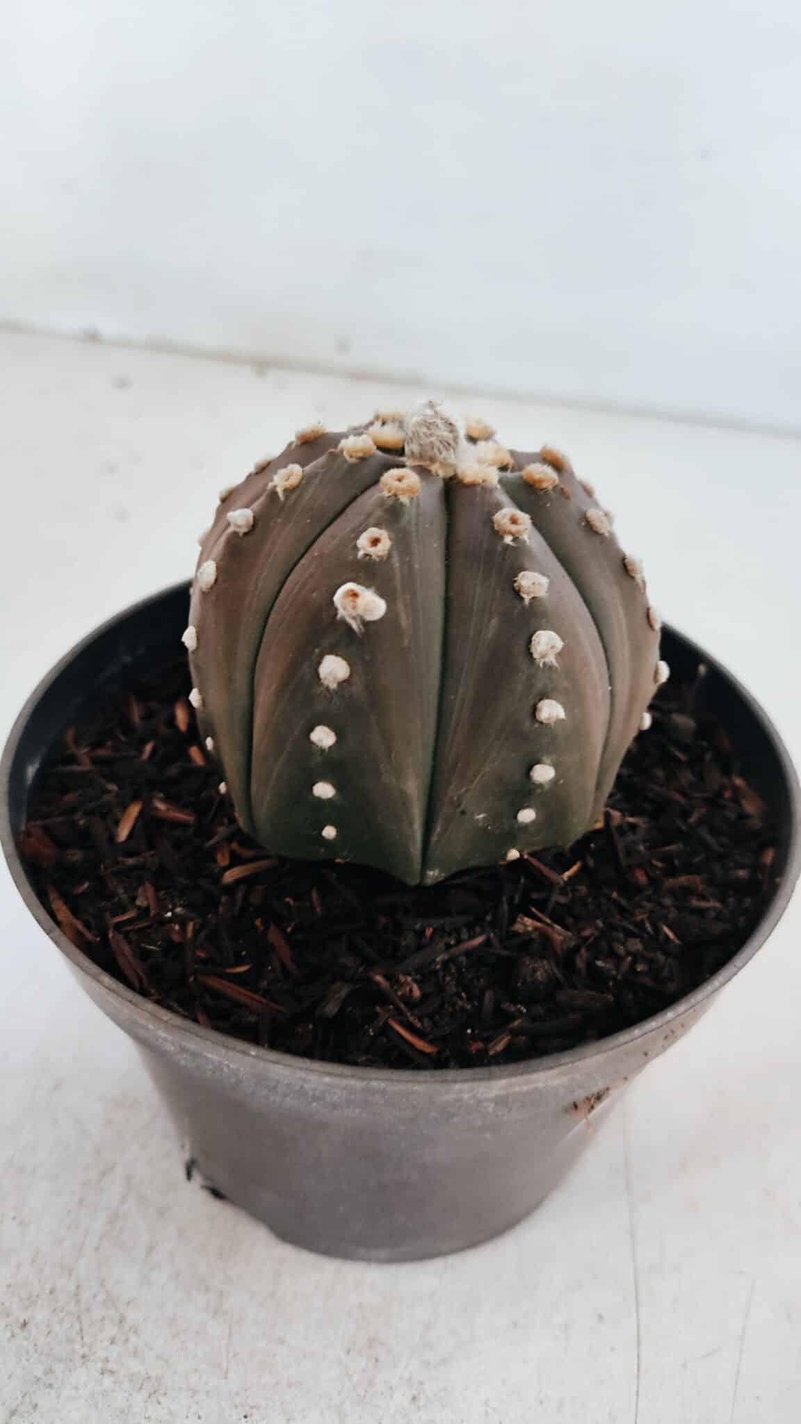 ASTROPHYTUM ASTERIAS “Purple”  Nº 871 – vaso 11