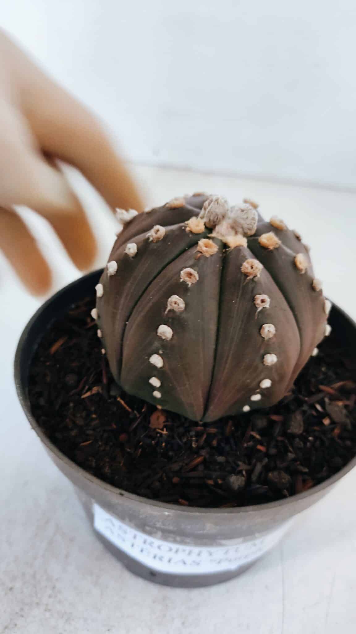 ASTROPHYTUM ASTERIAS “Purple”  Nº 871 – vaso 11