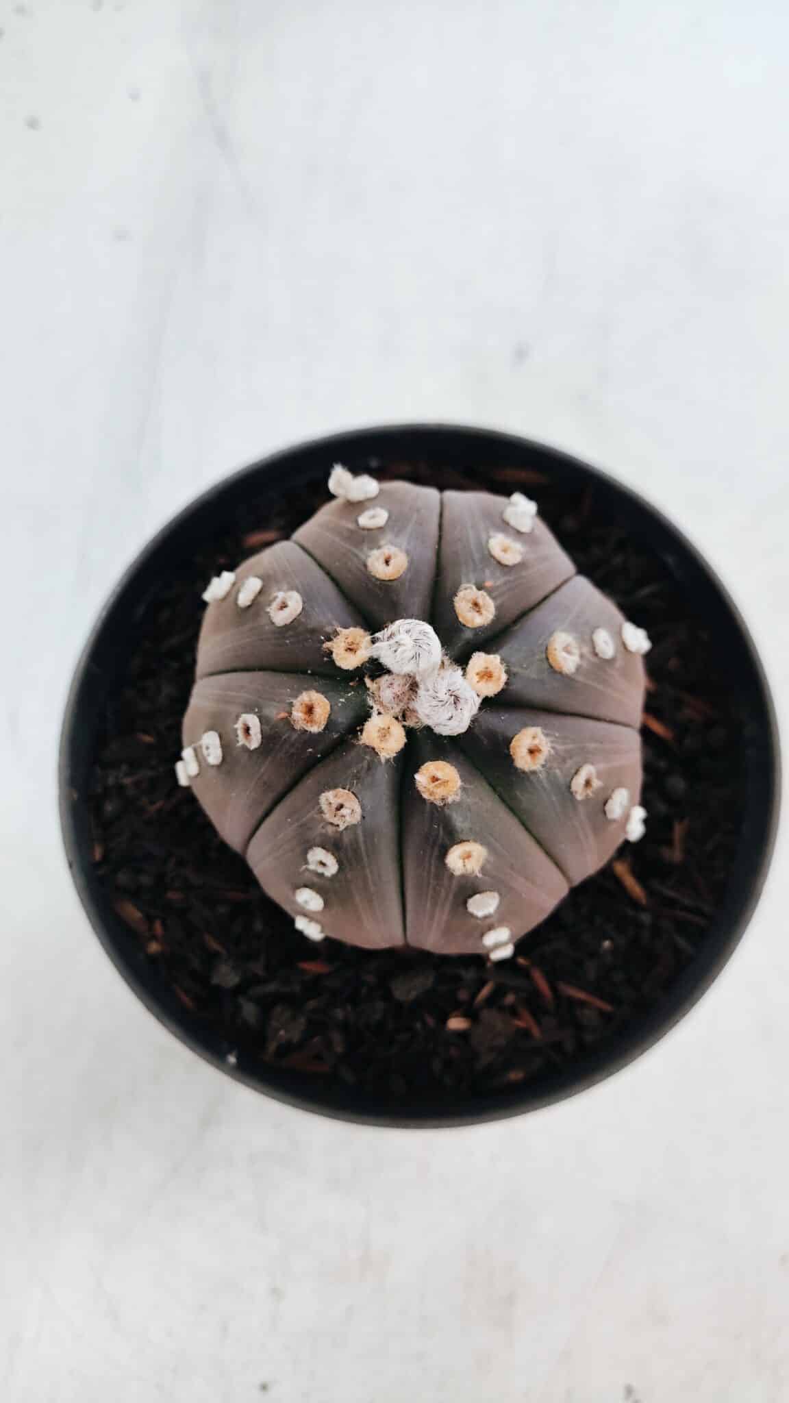 ASTROPHYTUM ASTERIAS “Purple”  Nº 871 – vaso 11