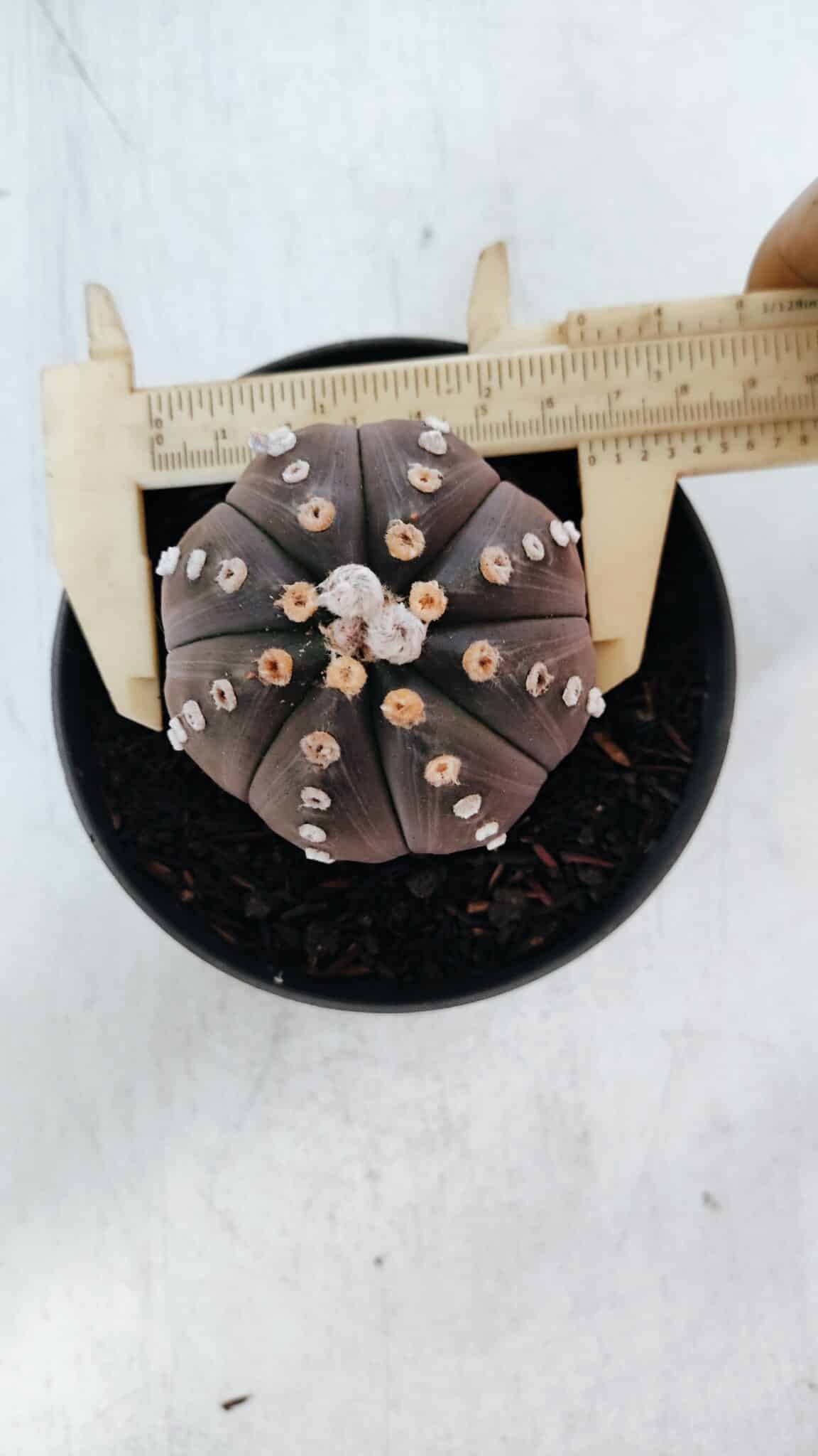 ASTROPHYTUM ASTERIAS “Purple”  Nº 871 – vaso 11
