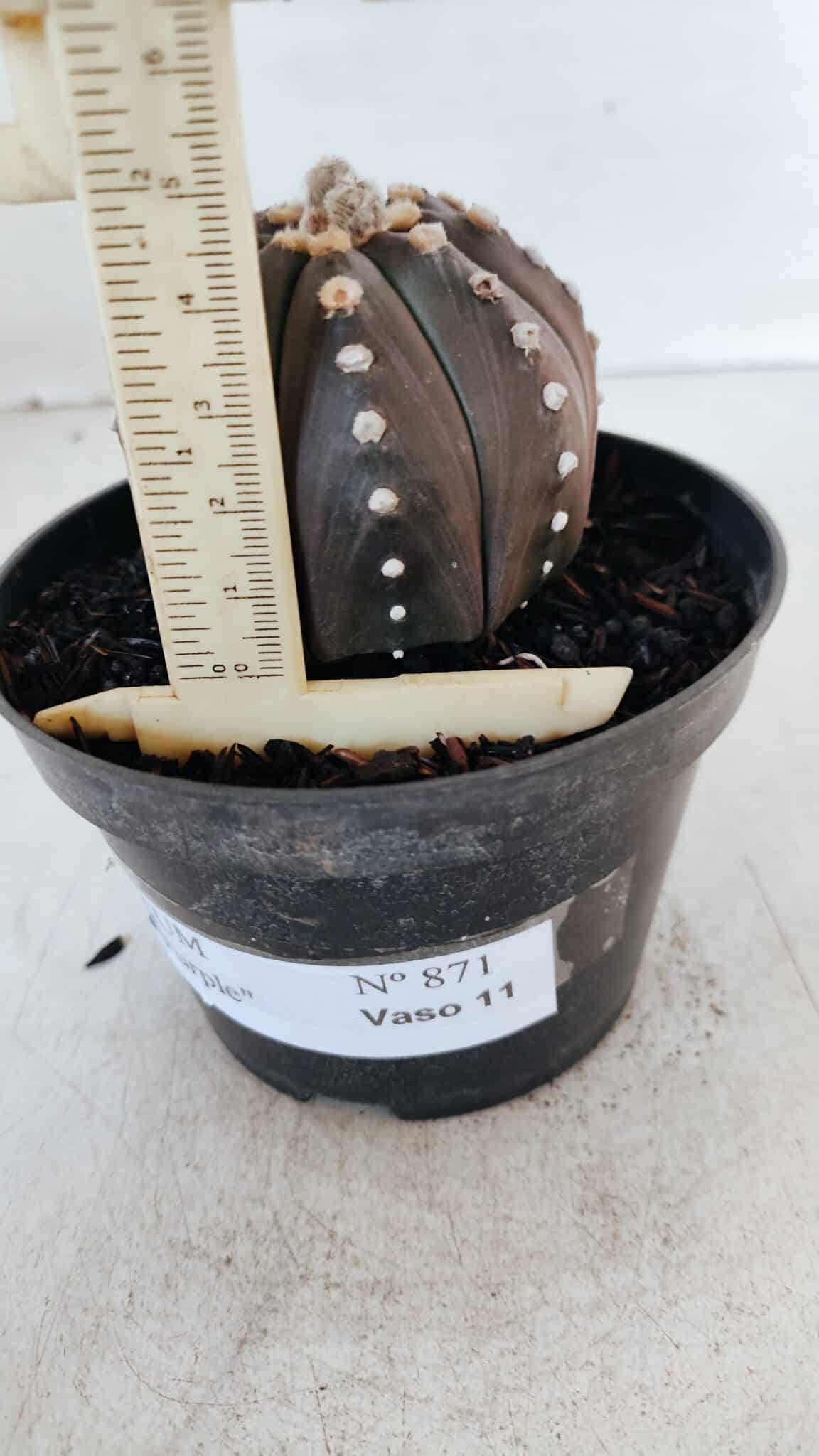 ASTROPHYTUM ASTERIAS “Purple”  Nº 871 – vaso 11