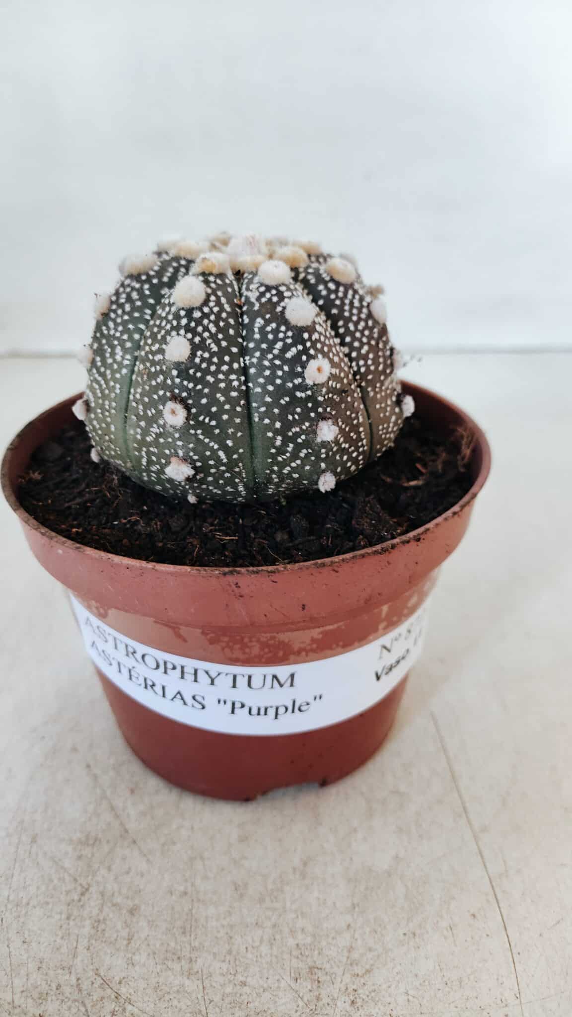 ASTROPHYTUM ASTERIAS “Purple”  Nº 872 – vaso 11