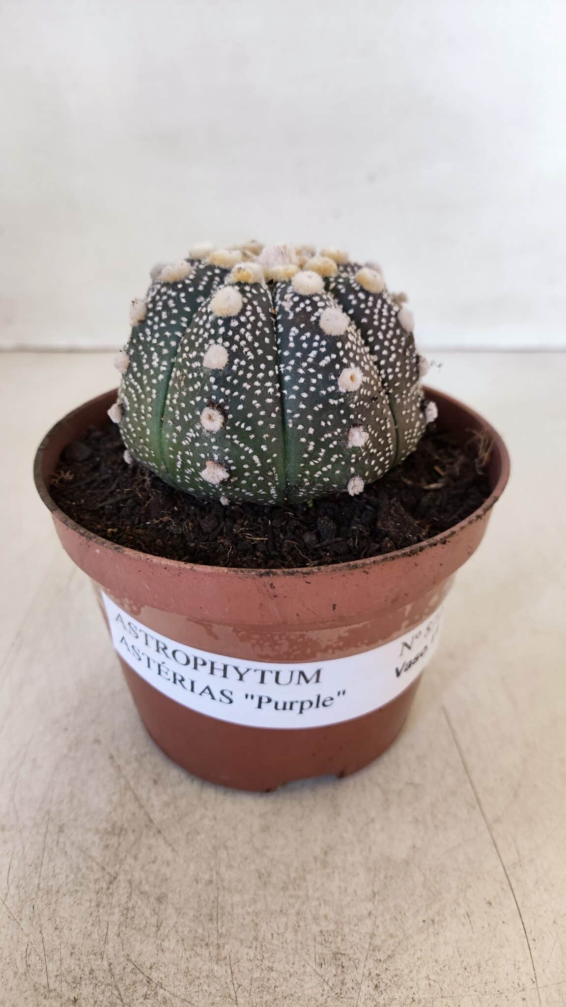 ASTROPHYTUM ASTERIAS “Purple”  Nº 872 – vaso 11