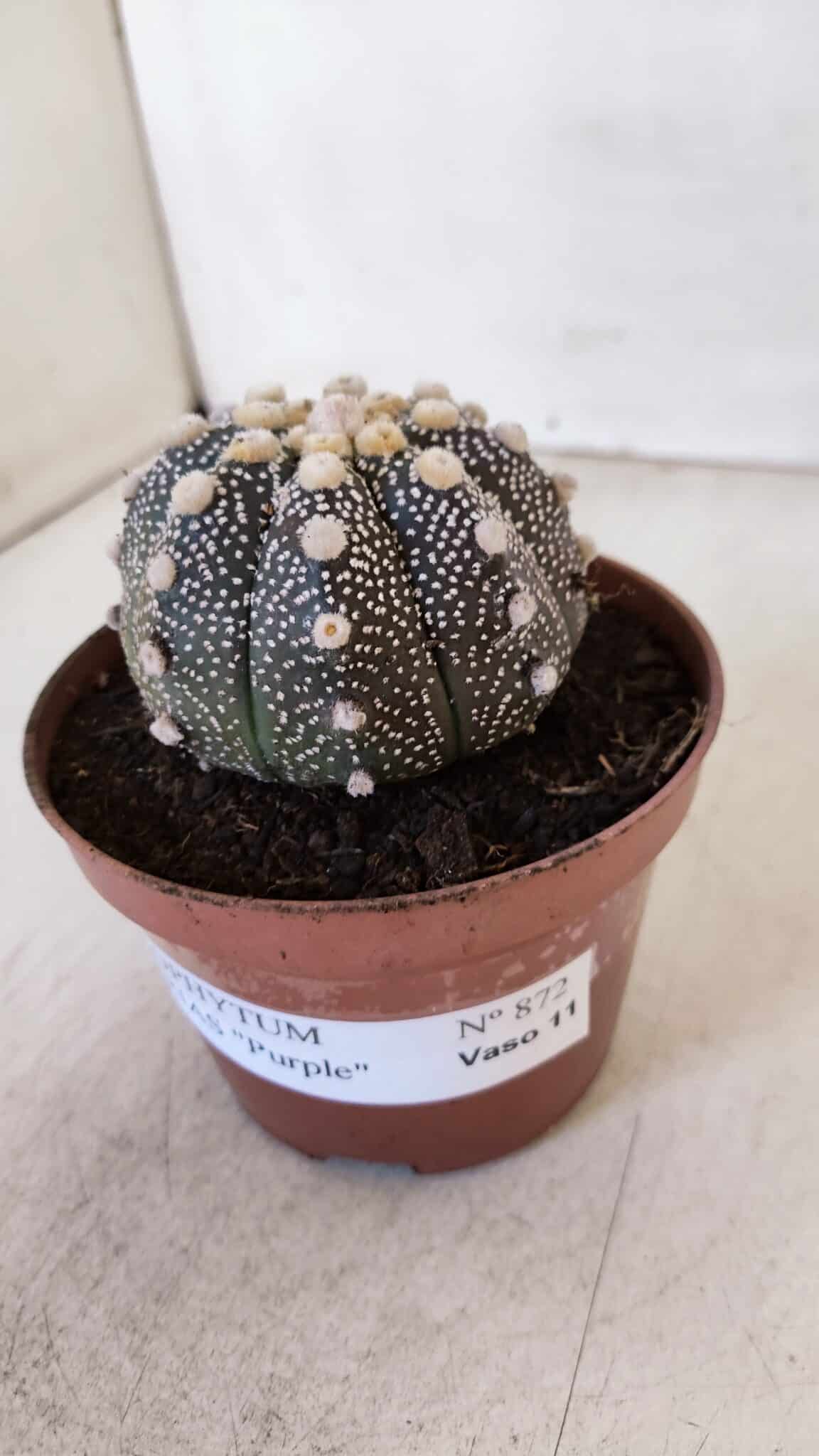 ASTROPHYTUM ASTERIAS “Purple”  Nº 872 – vaso 11