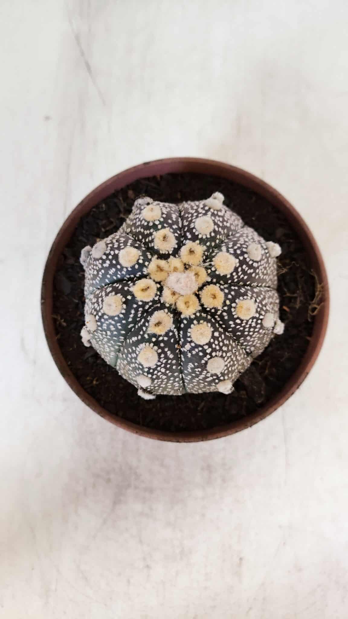 ASTROPHYTUM ASTERIAS “Purple”  Nº 872 – vaso 11