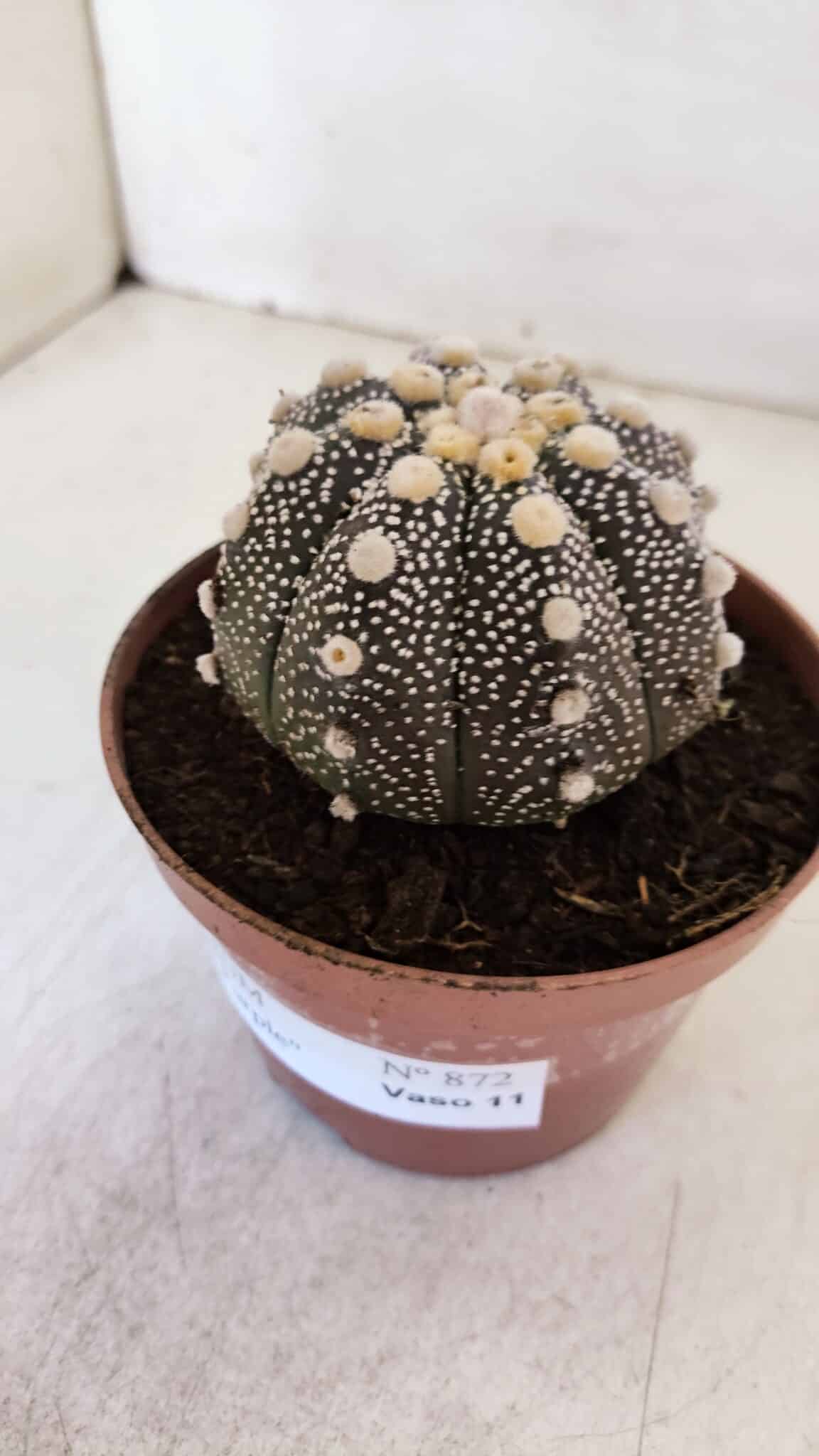 ASTROPHYTUM ASTERIAS “Purple”  Nº 872 – vaso 11