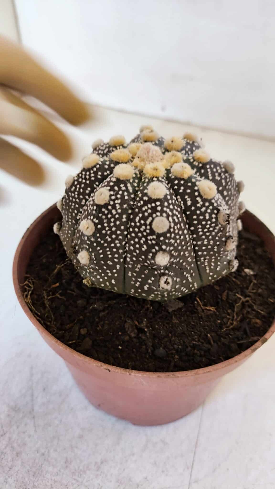 ASTROPHYTUM ASTERIAS “Purple”  Nº 872 – vaso 11