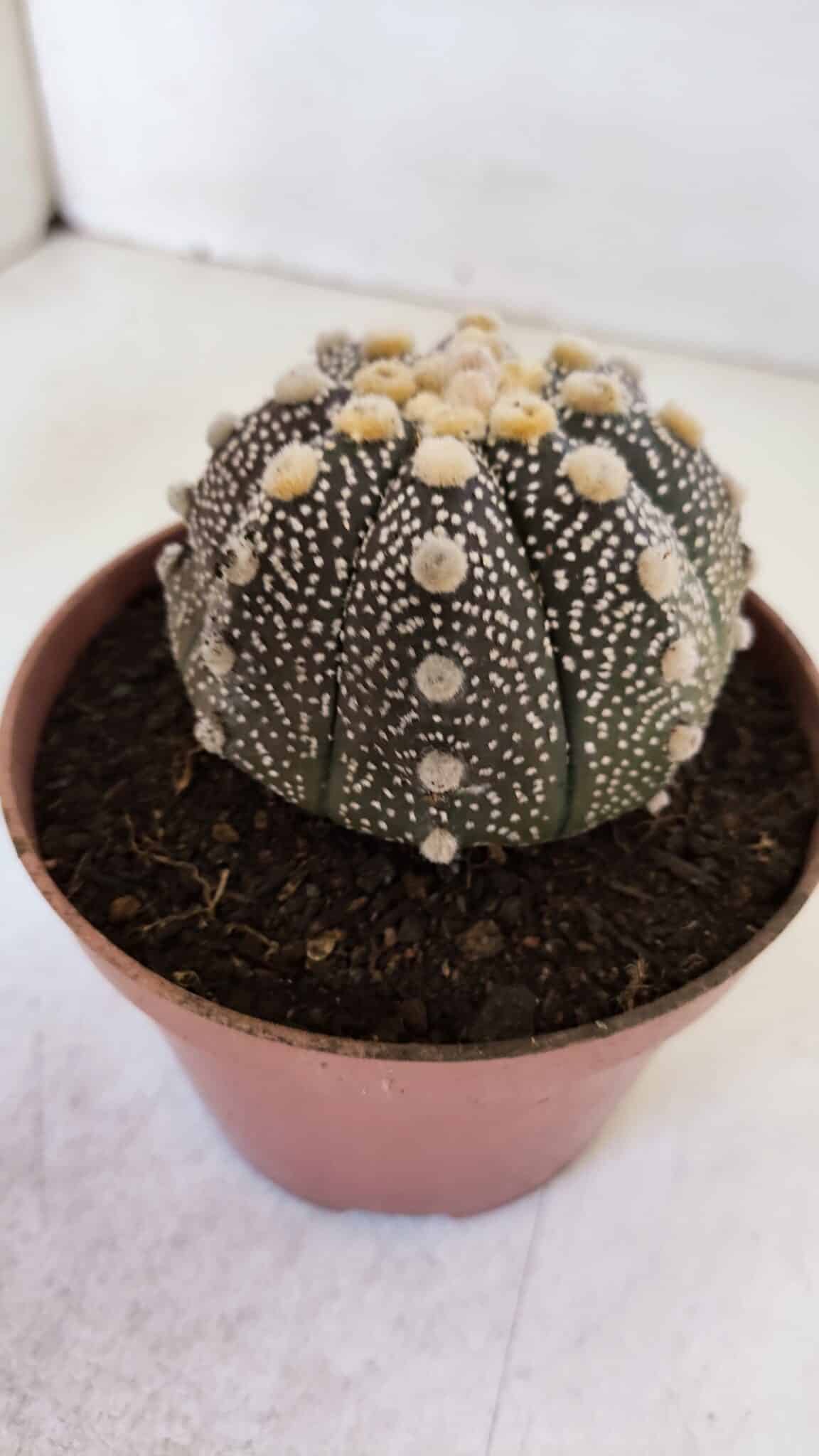 ASTROPHYTUM ASTERIAS “Purple”  Nº 872 – vaso 11
