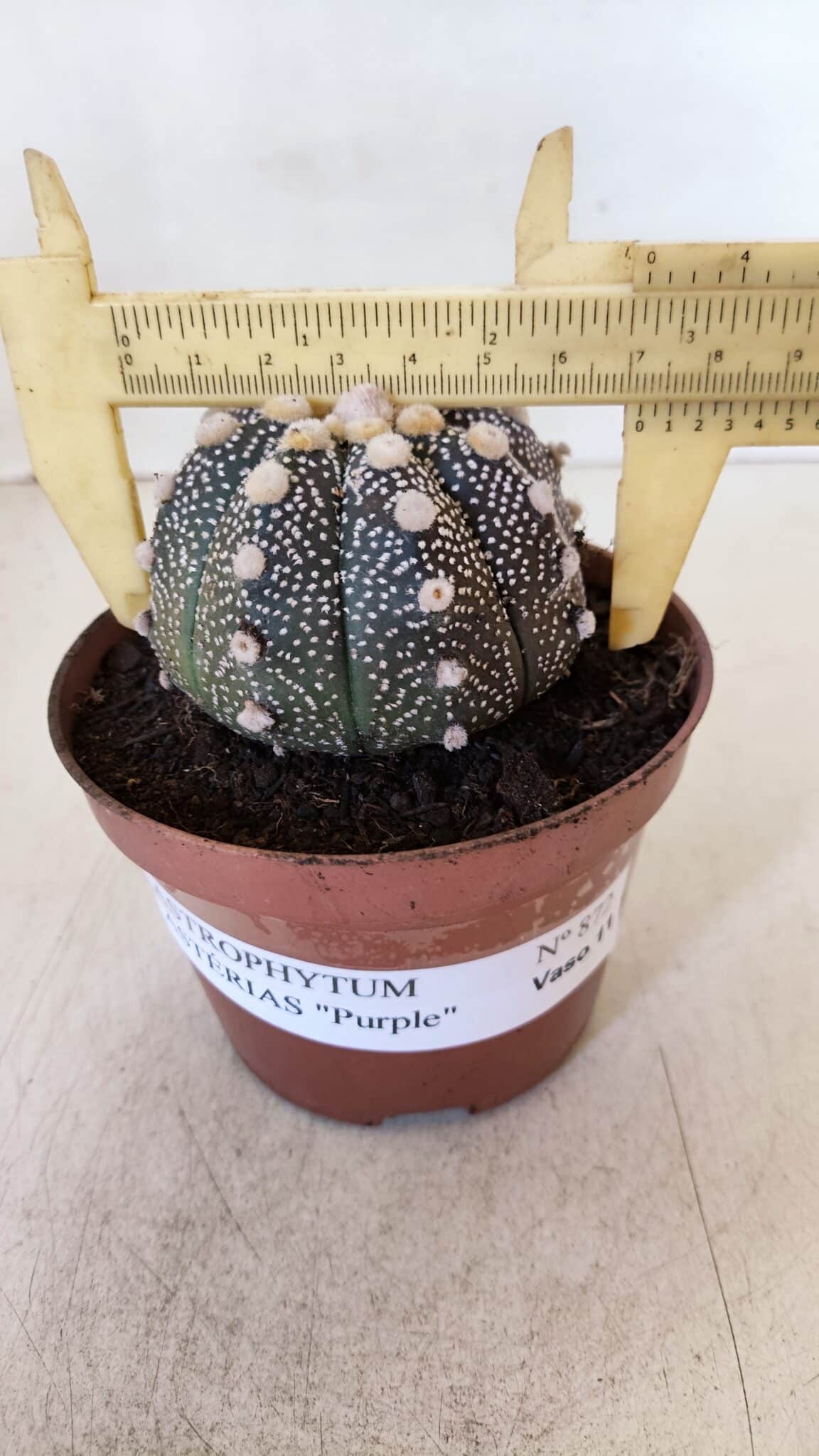 ASTROPHYTUM ASTERIAS “Purple”  Nº 872 – vaso 11