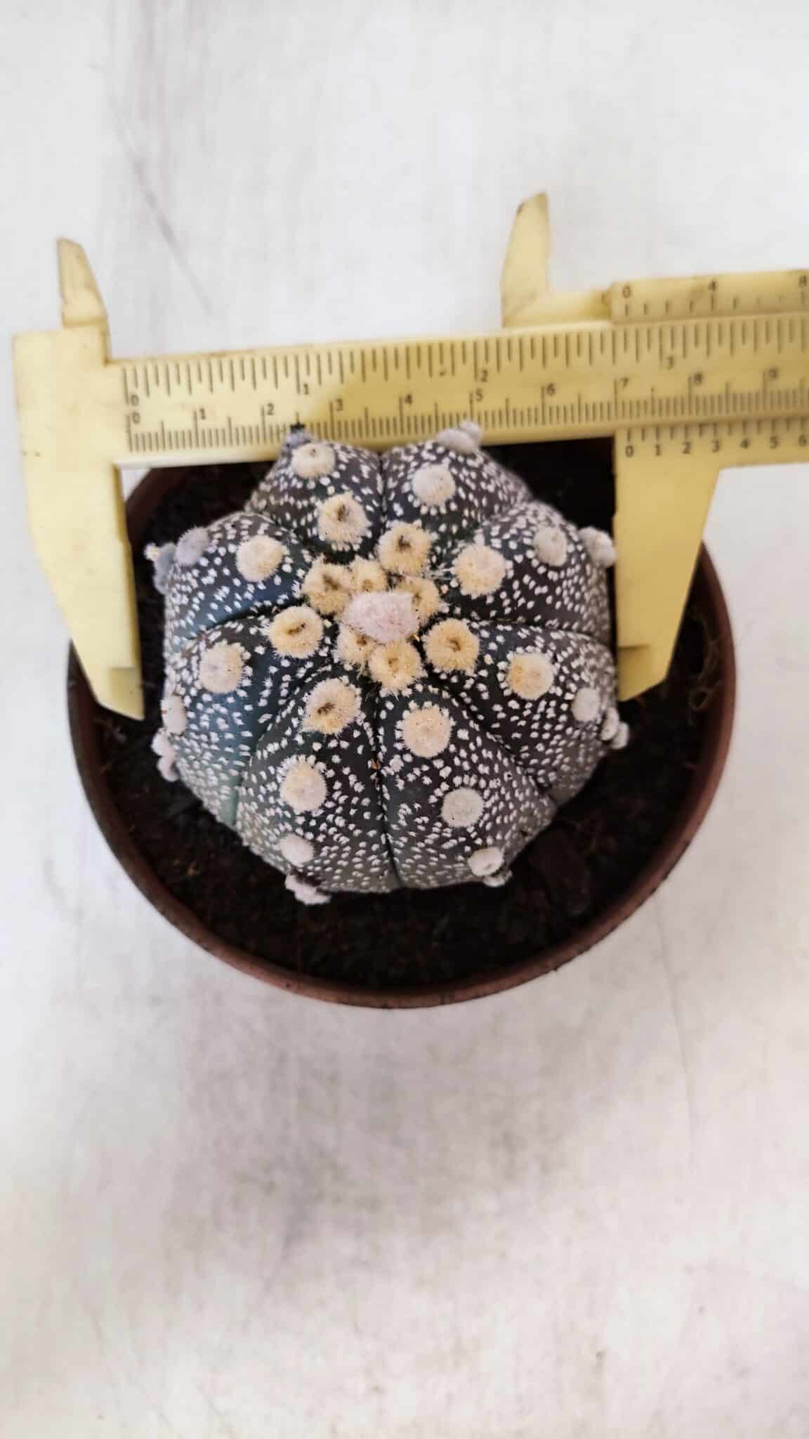 ASTROPHYTUM ASTERIAS “Purple”  Nº 872 – vaso 11
