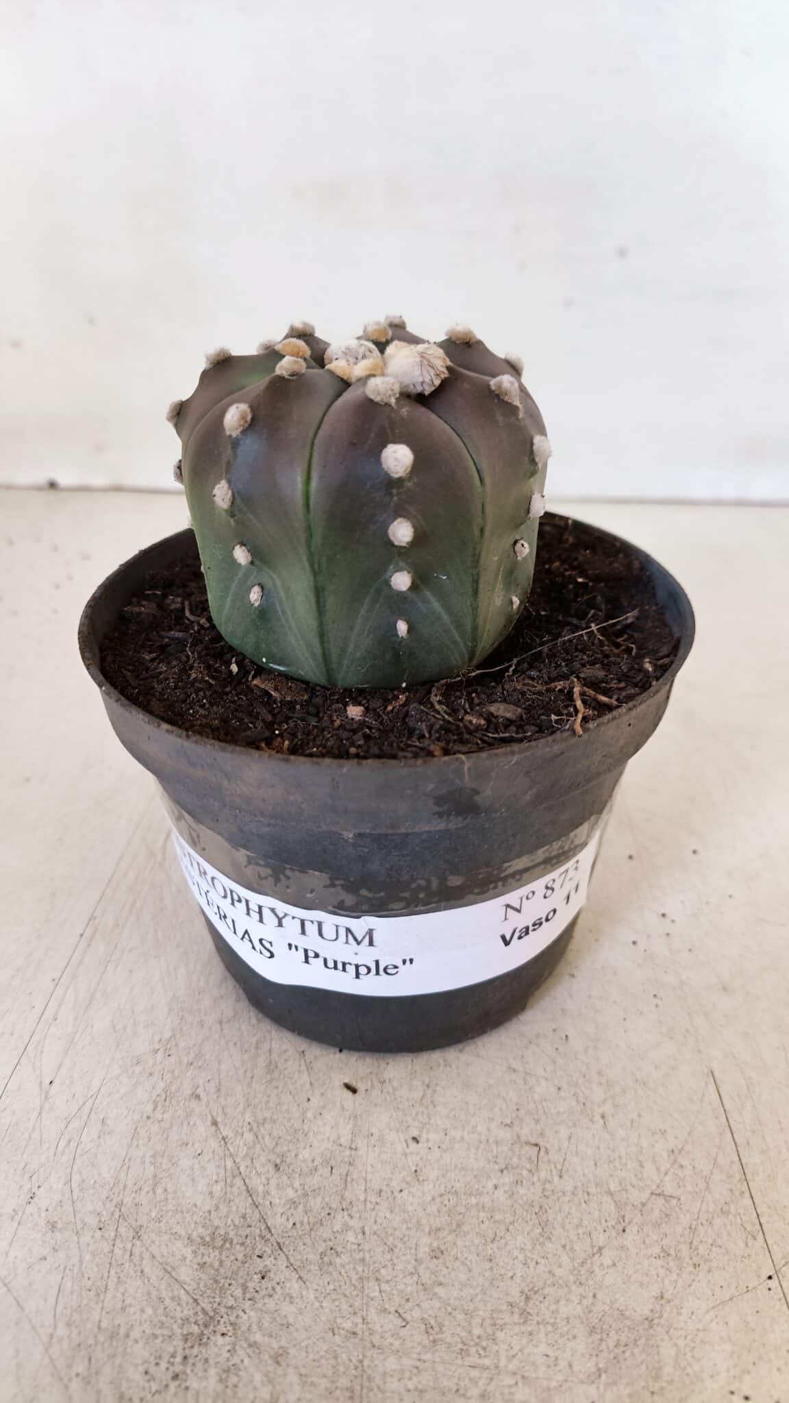 ASTROPHYTUM ASTERIAS “Purple”  Nº 873 – vaso 11