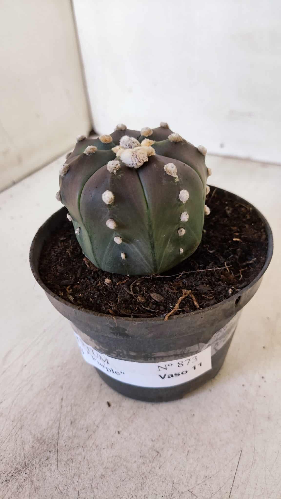 ASTROPHYTUM ASTERIAS “Purple”  Nº 873 – vaso 11