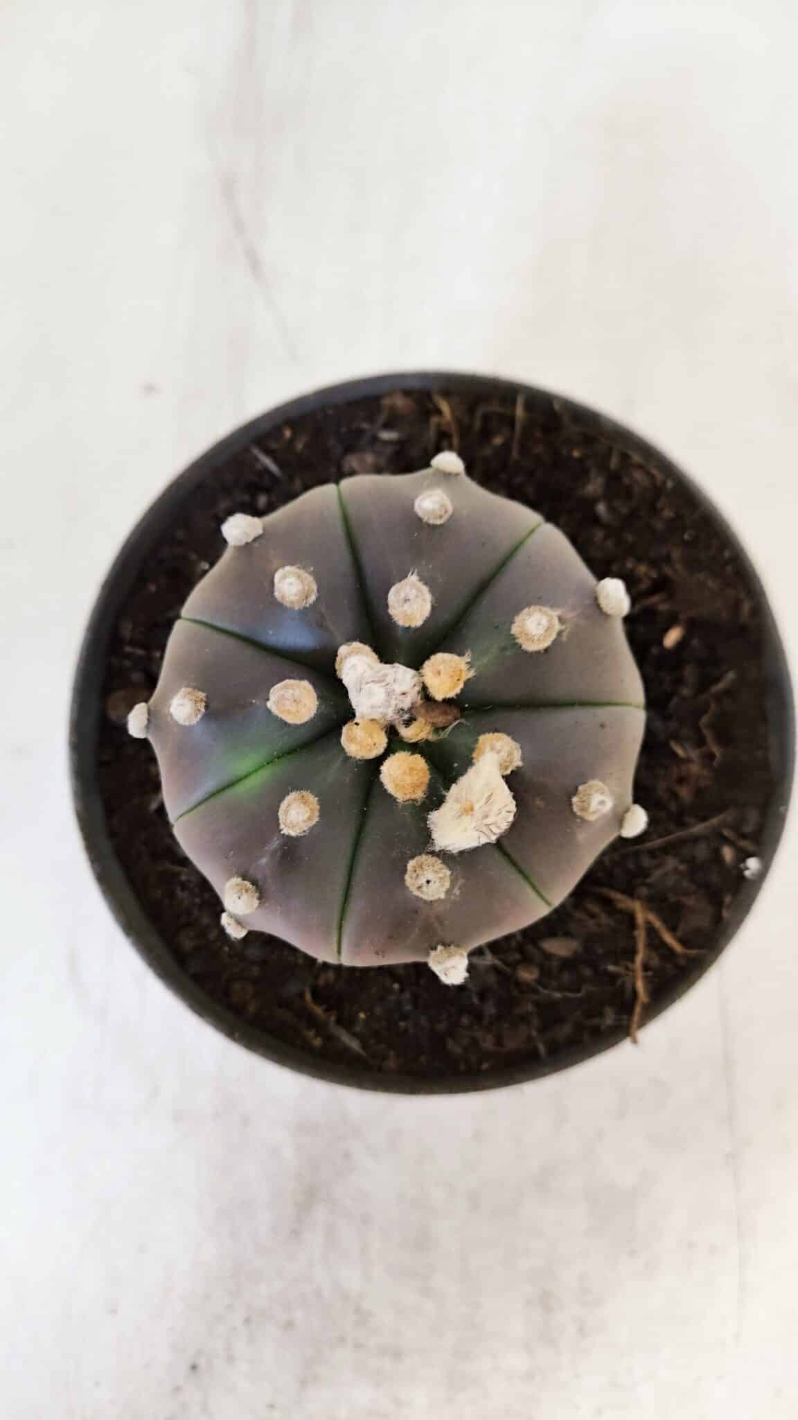 ASTROPHYTUM ASTERIAS “Purple”  Nº 873 – vaso 11