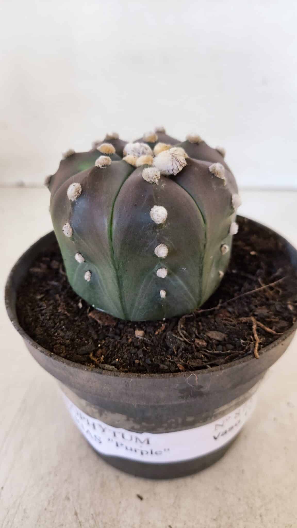 ASTROPHYTUM ASTERIAS “Purple”  Nº 873 – vaso 11