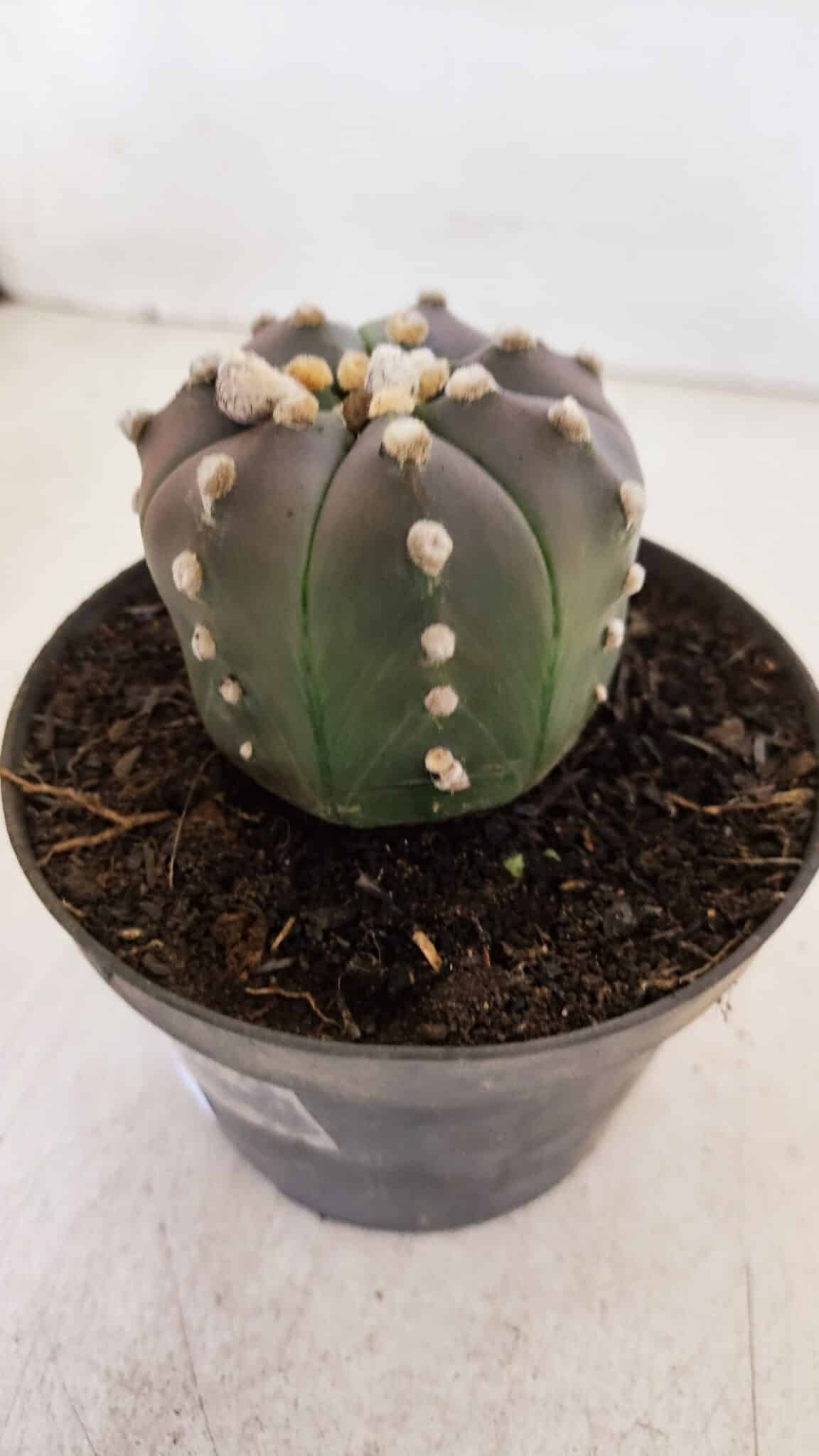 ASTROPHYTUM ASTERIAS “Purple”  Nº 873 – vaso 11