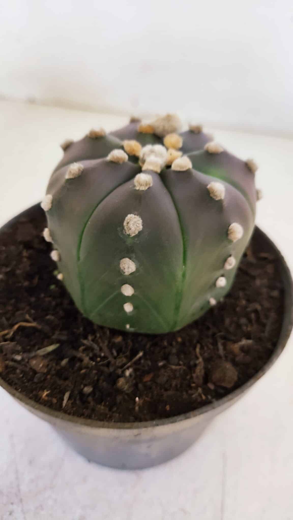 ASTROPHYTUM ASTERIAS “Purple”  Nº 873 – vaso 11