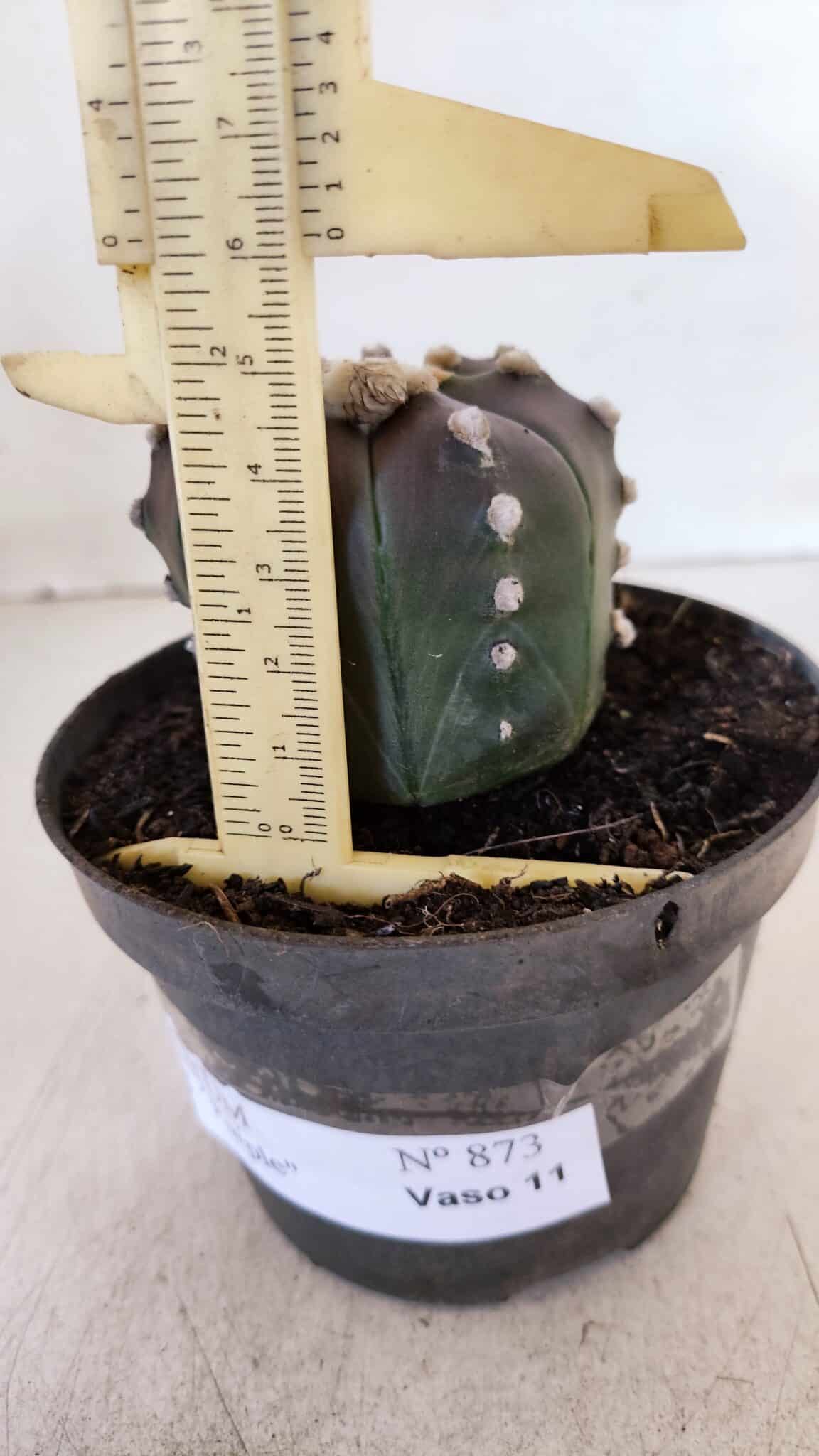 ASTROPHYTUM ASTERIAS “Purple”  Nº 873 – vaso 11