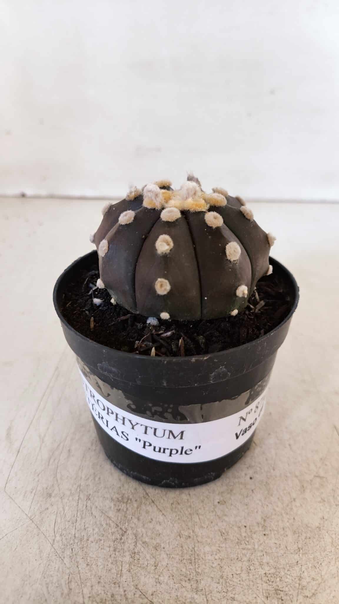 ASTROPHYTUM ASTERIAS “Purple”  Nº 874 – vaso 09