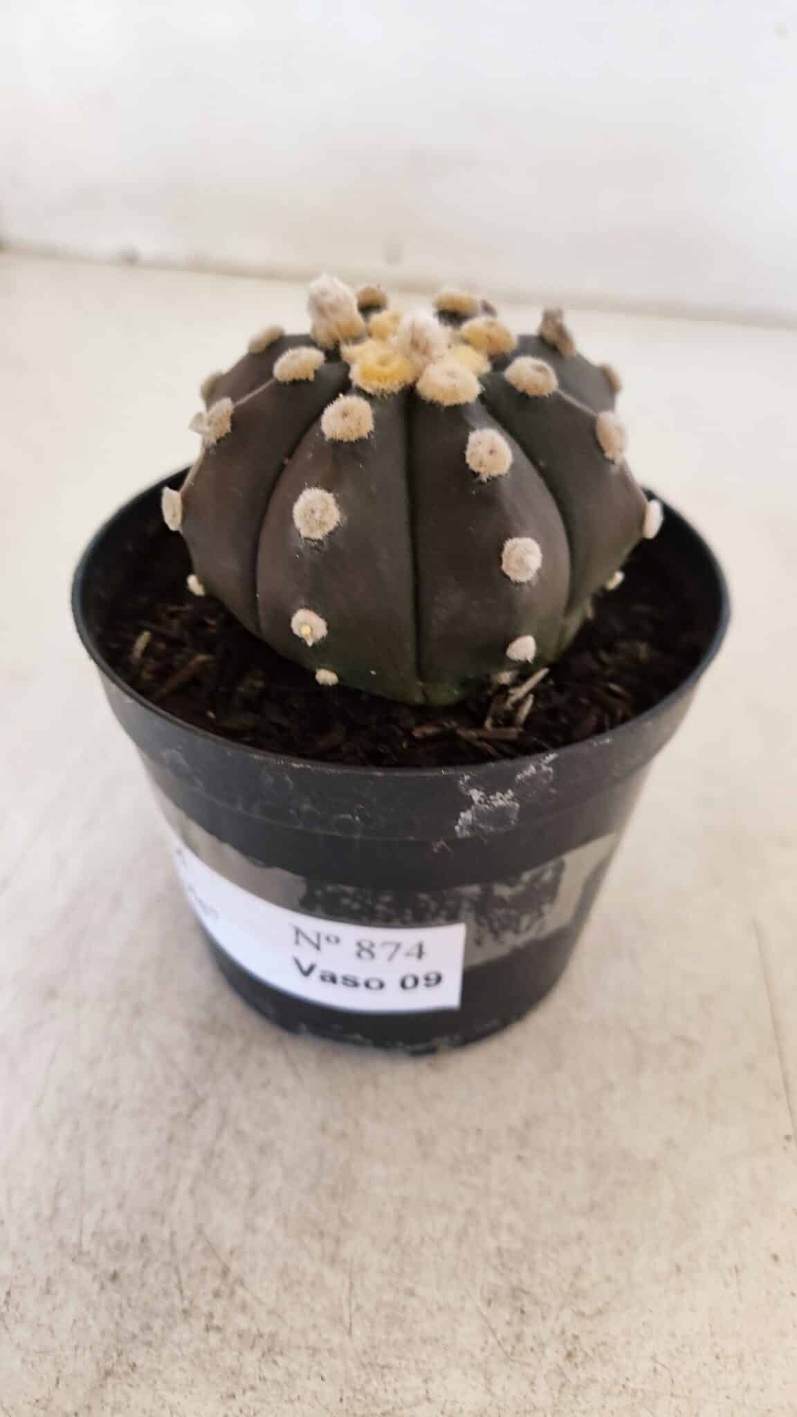ASTROPHYTUM ASTERIAS “Purple”  Nº 874 – vaso 09