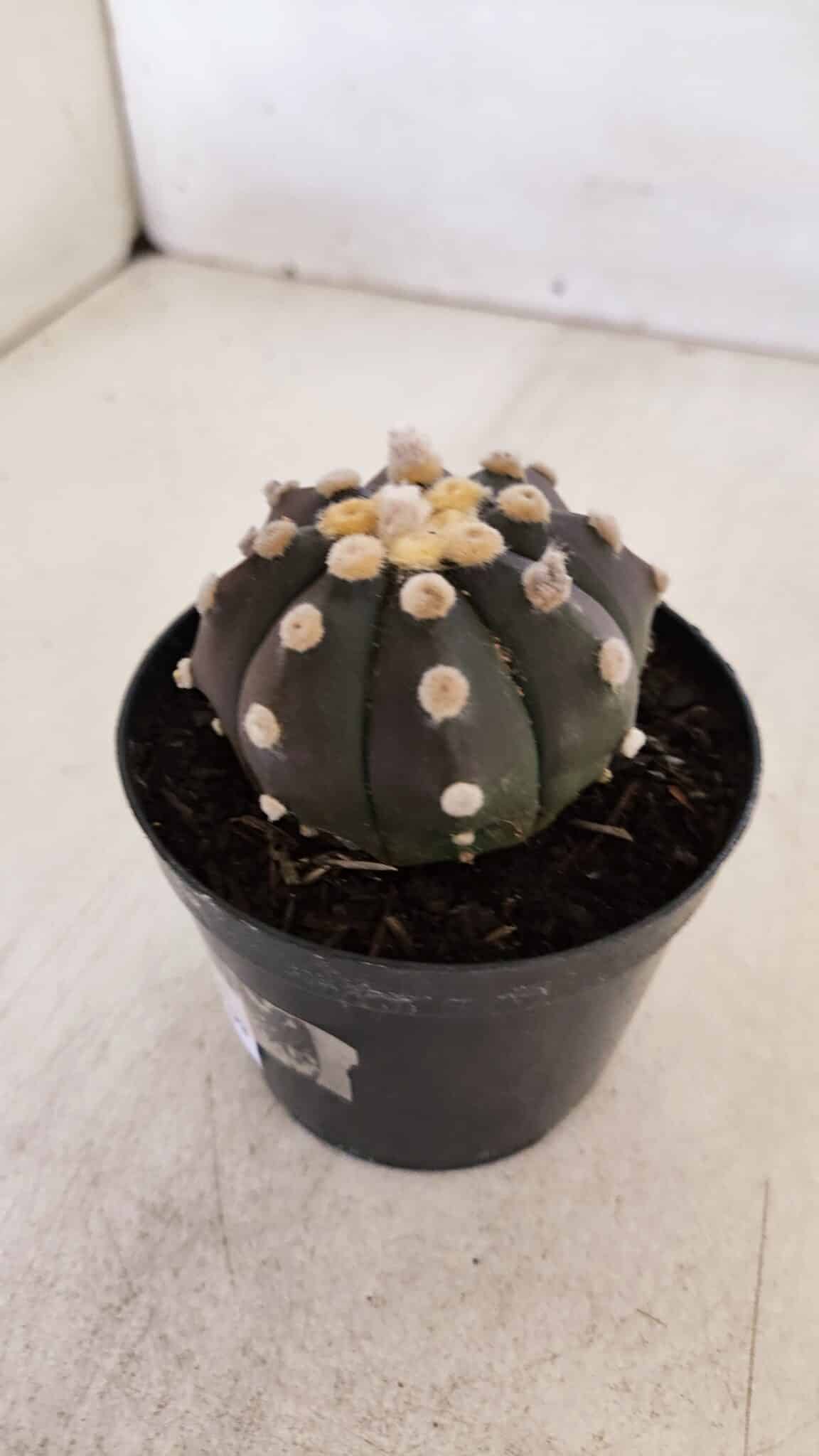 ASTROPHYTUM ASTERIAS “Purple”  Nº 874 – vaso 09