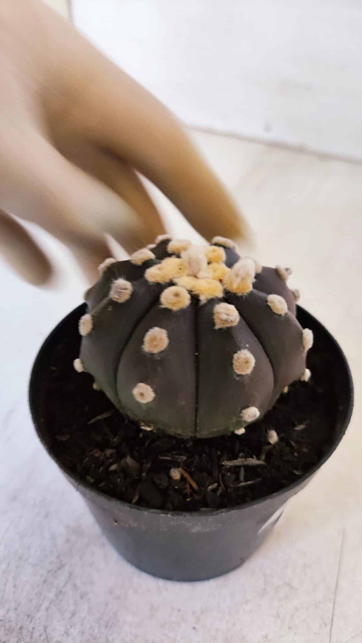 ASTROPHYTUM ASTERIAS “Purple”  Nº 874 – vaso 09
