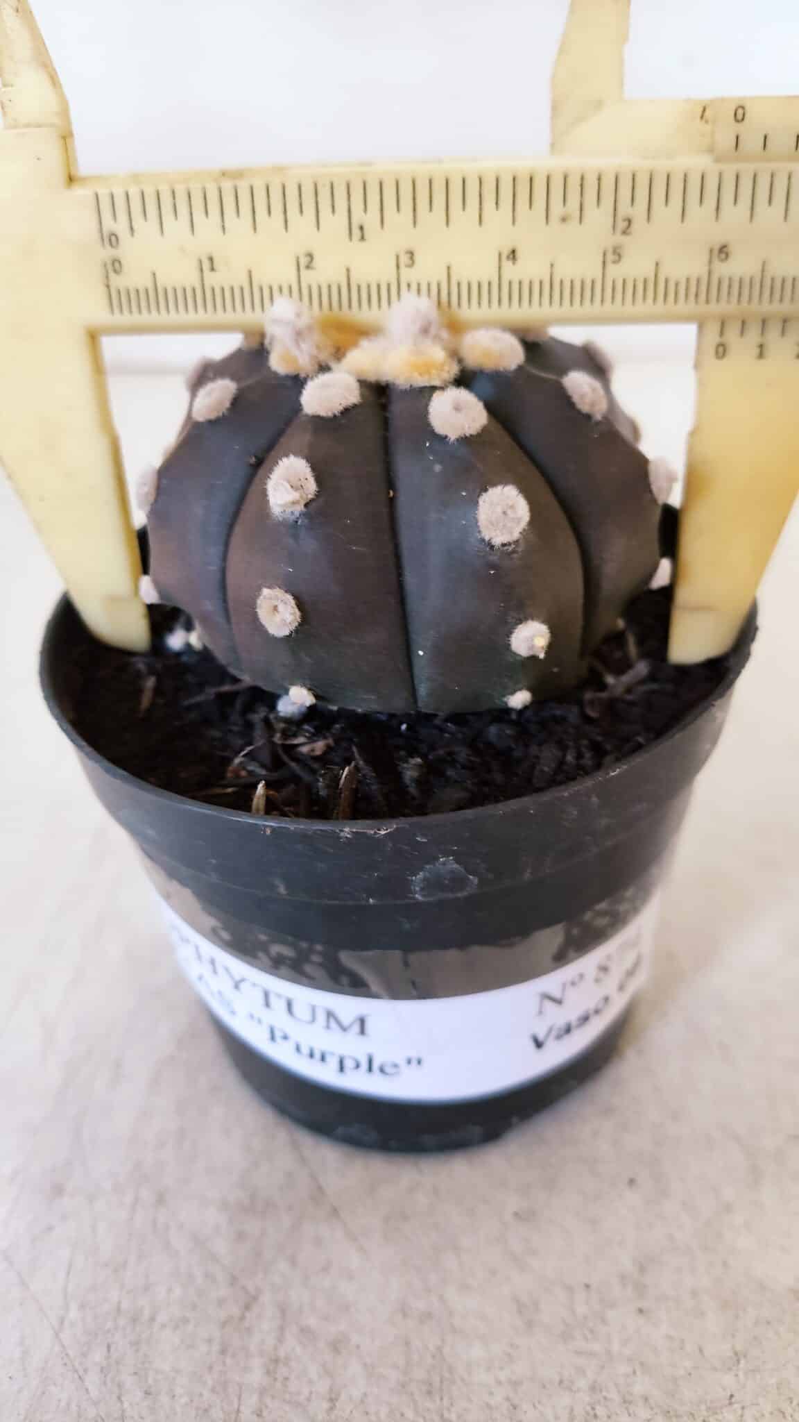 ASTROPHYTUM ASTERIAS “Purple”  Nº 874 – vaso 09