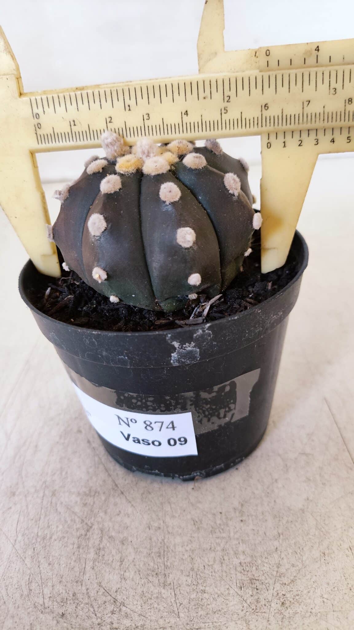 ASTROPHYTUM ASTERIAS “Purple”  Nº 874 – vaso 09