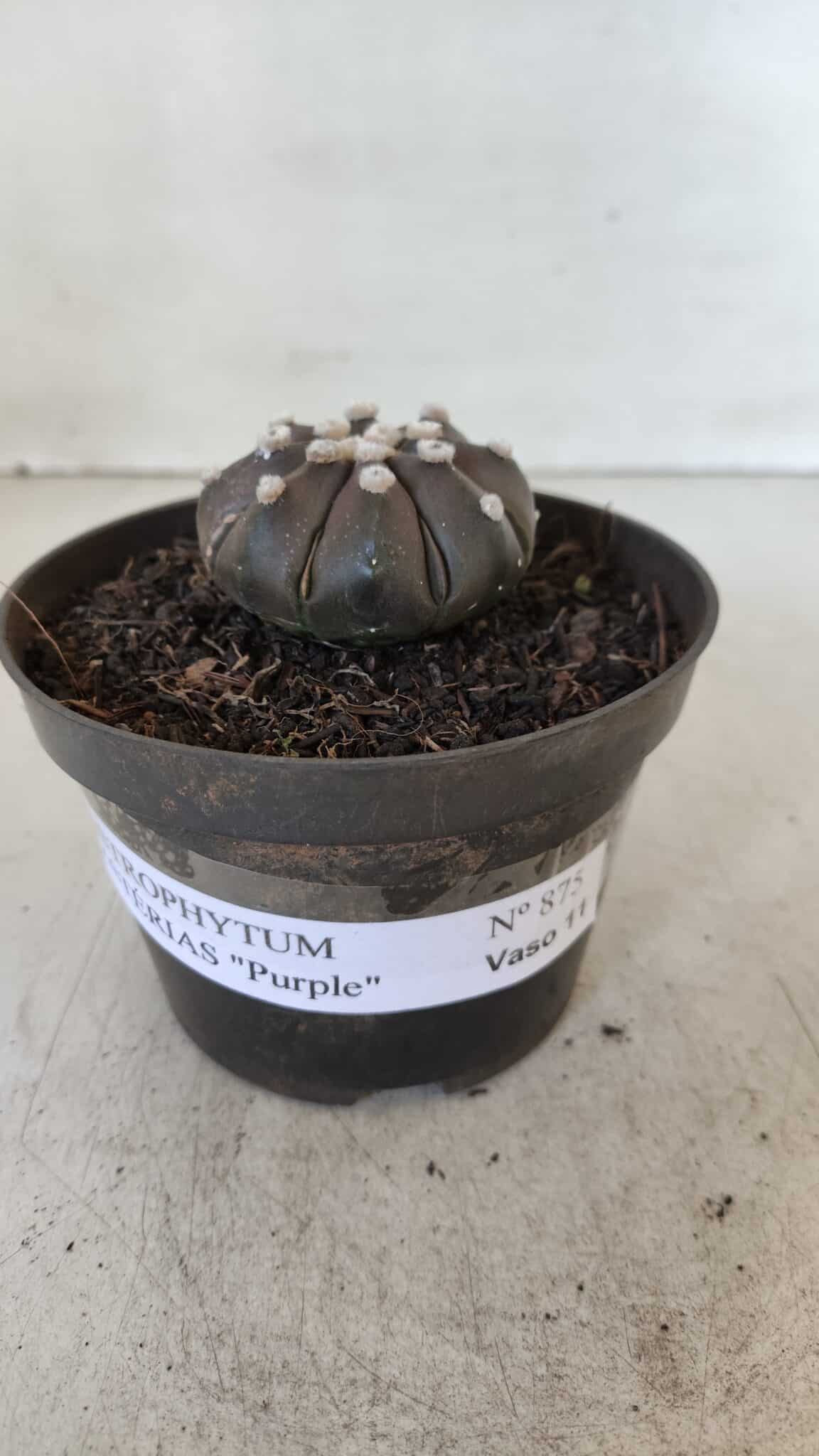 ASTROPHYTUM ASTERIAS “Purple”  Nº 875 – vaso 11