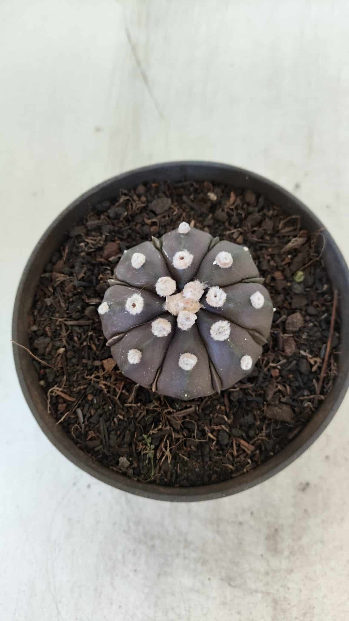 ASTROPHYTUM ASTERIAS “Purple”  Nº 875 – vaso 11