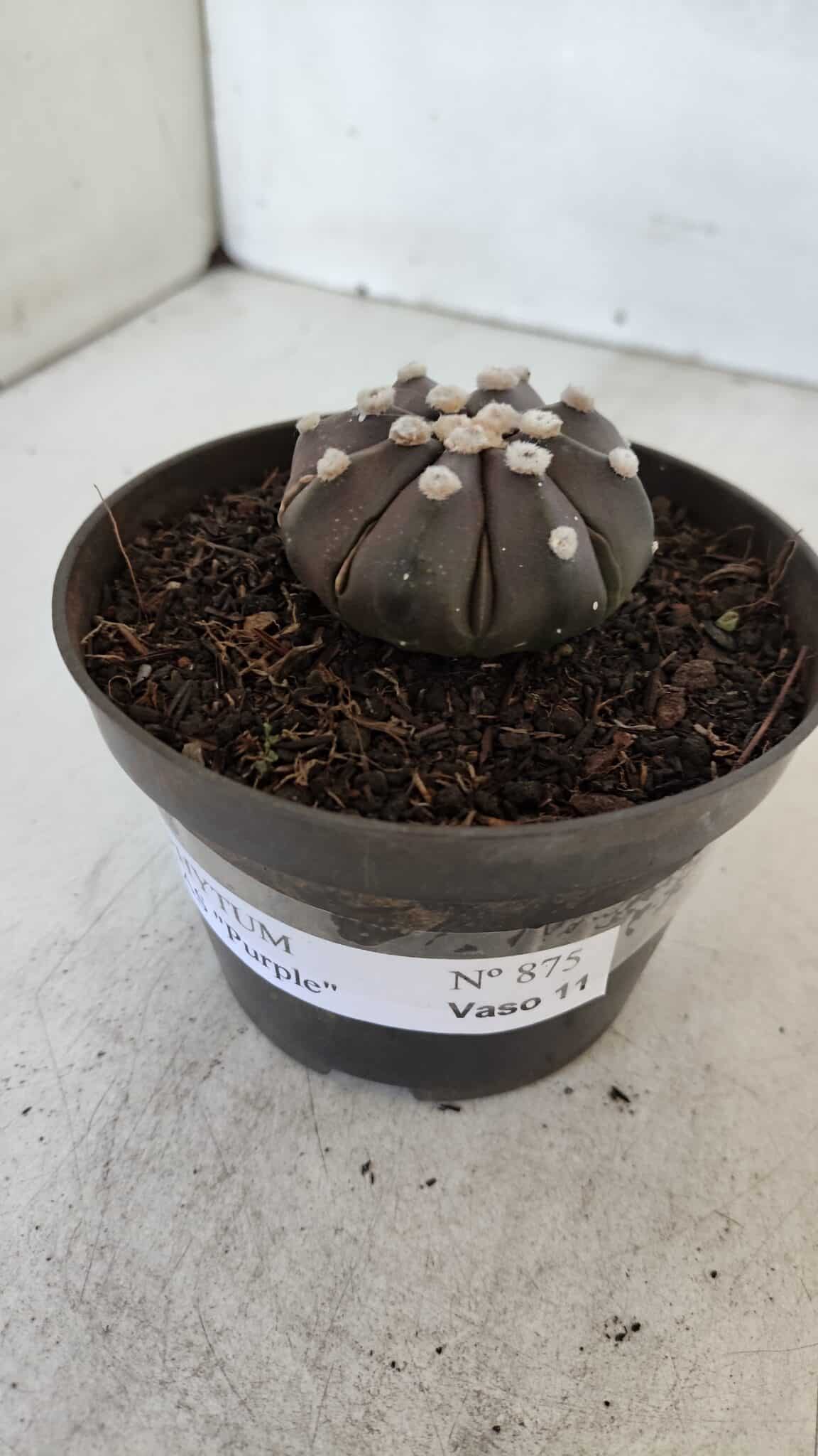 ASTROPHYTUM ASTERIAS “Purple”  Nº 875 – vaso 11