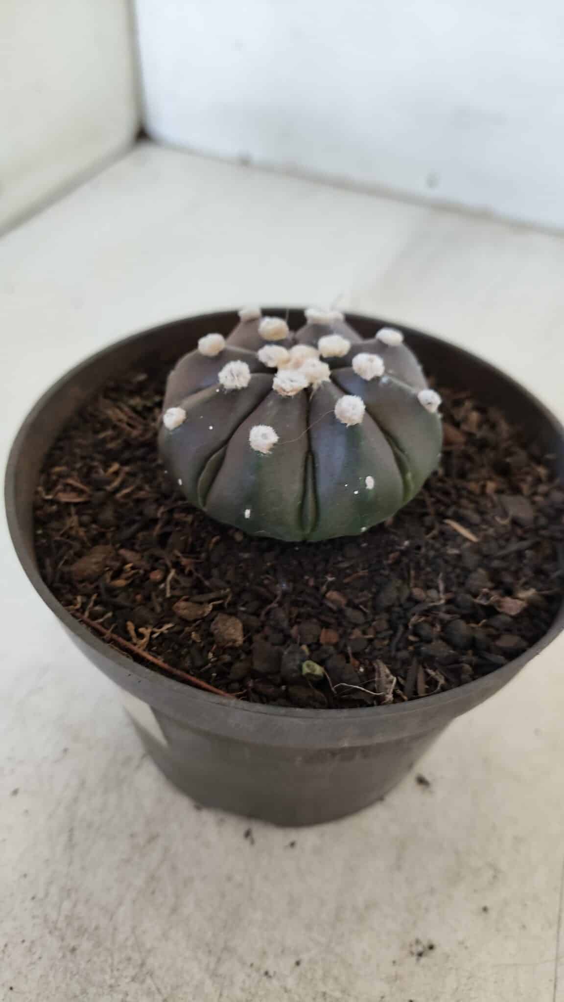 ASTROPHYTUM ASTERIAS “Purple”  Nº 875 – vaso 11