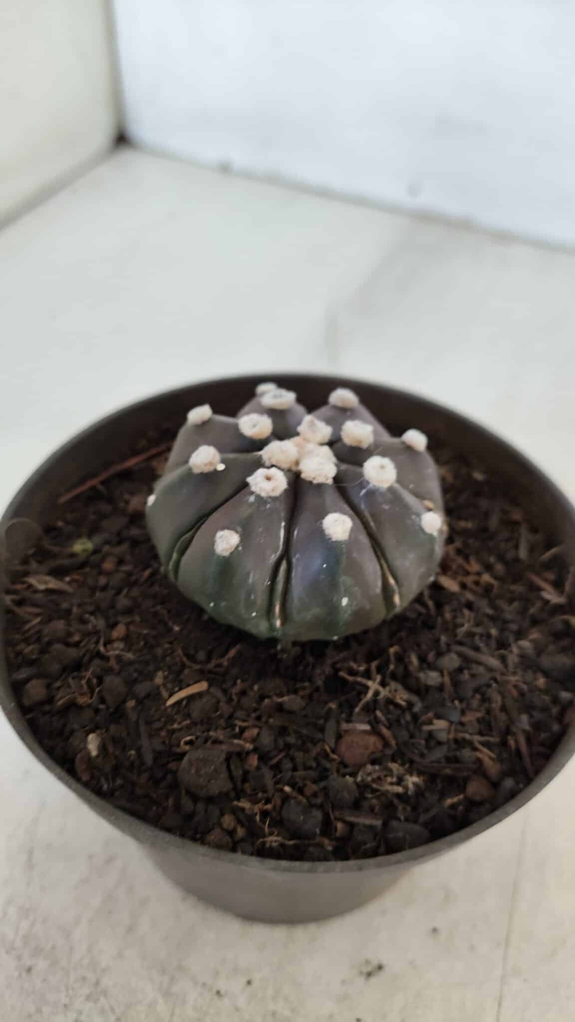 ASTROPHYTUM ASTERIAS “Purple”  Nº 875 – vaso 11