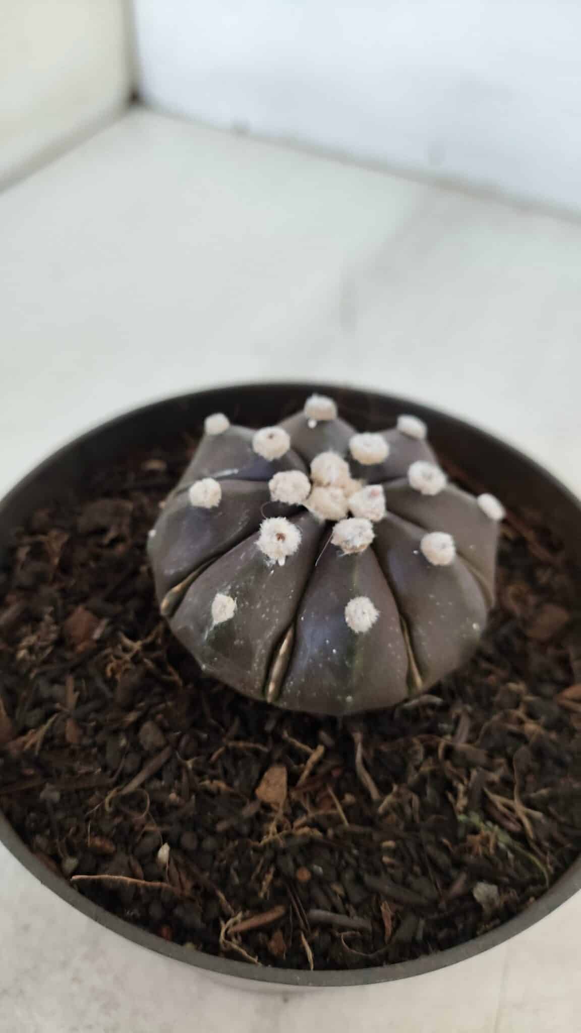 ASTROPHYTUM ASTERIAS “Purple”  Nº 875 – vaso 11
