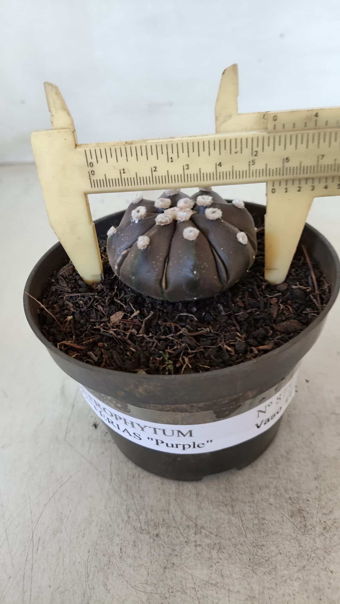 ASTROPHYTUM ASTERIAS “Purple”  Nº 875 – vaso 11