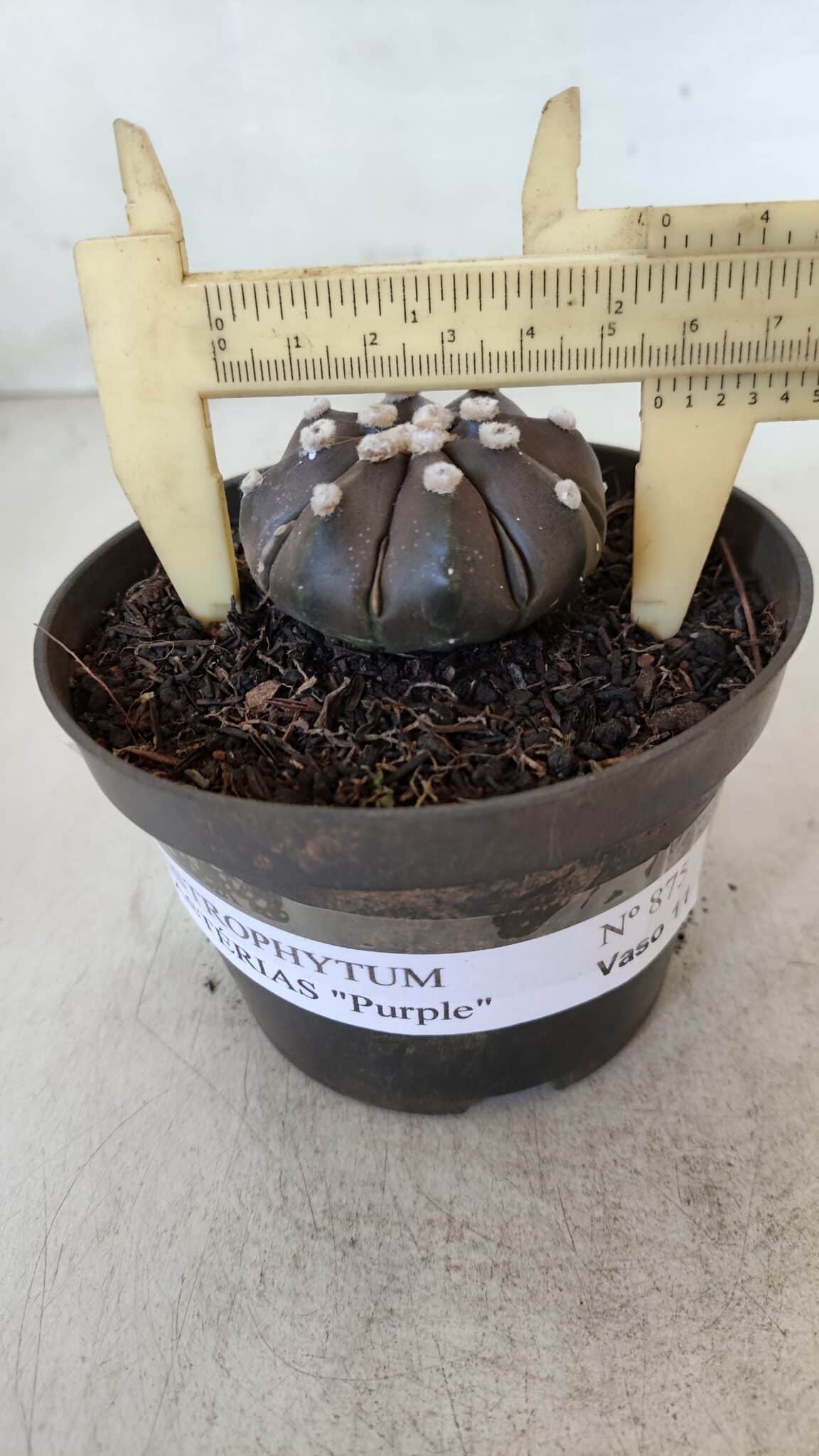 ASTROPHYTUM ASTERIAS “Purple”  Nº 875 – vaso 11