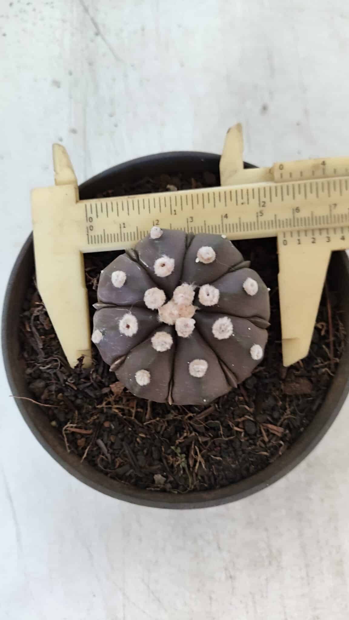ASTROPHYTUM ASTERIAS “Purple”  Nº 875 – vaso 11