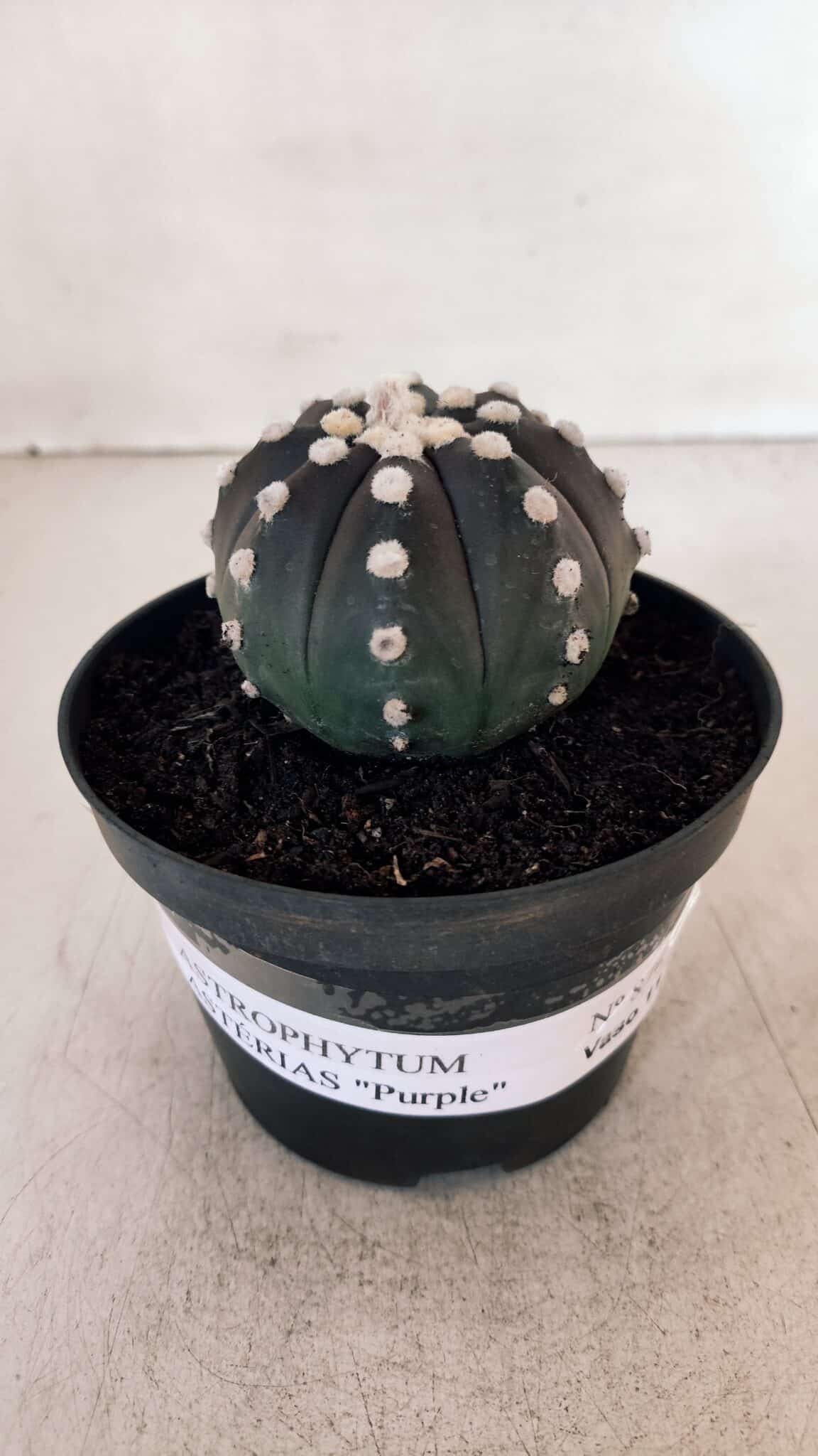 ASTROPHYTUM ASTERIAS “Purple”  Nº 876 – vaso 11