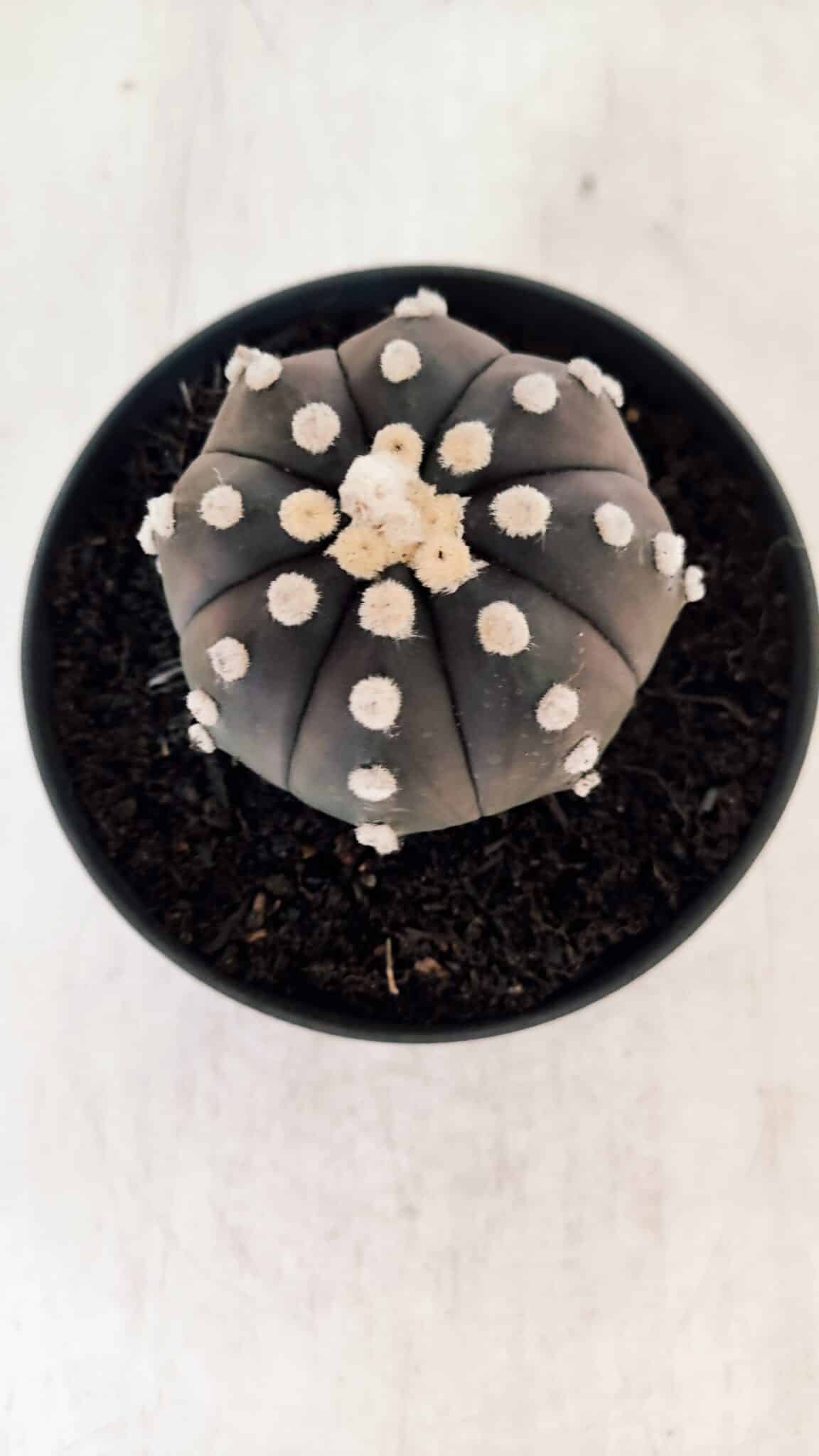 ASTROPHYTUM ASTERIAS “Purple”  Nº 876 – vaso 11