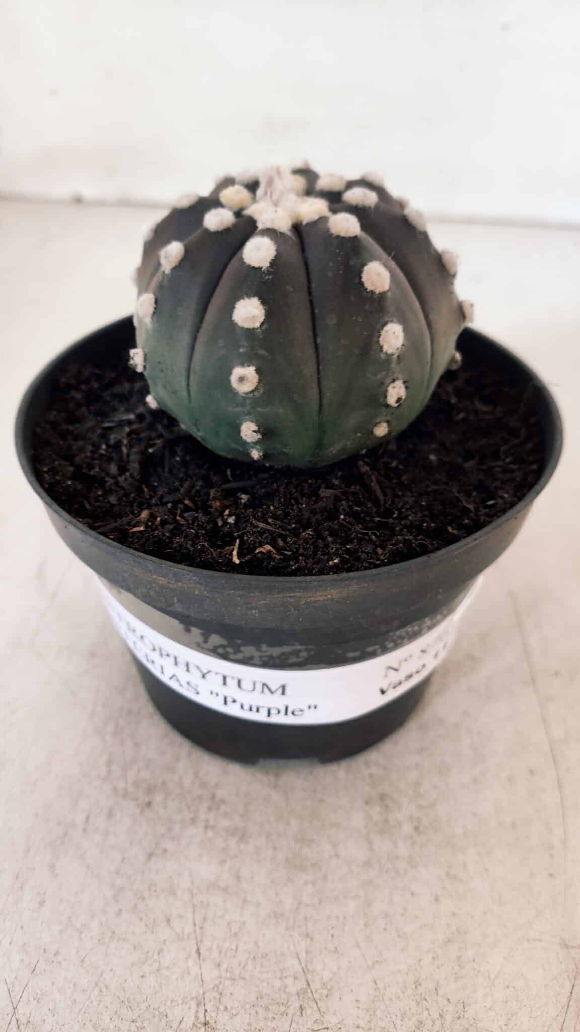 ASTROPHYTUM ASTERIAS “Purple”  Nº 876 – vaso 11