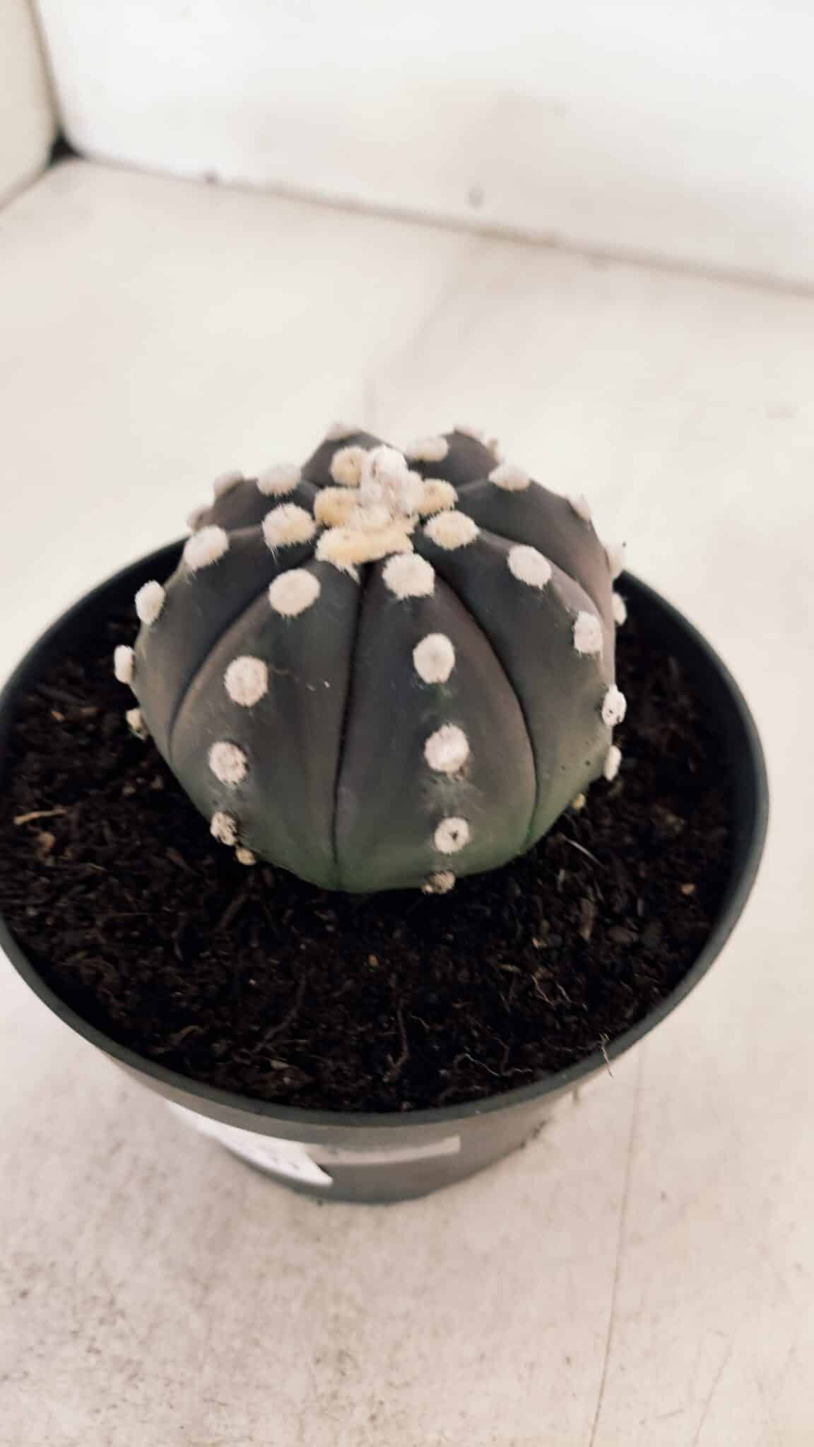 ASTROPHYTUM ASTERIAS “Purple”  Nº 876 – vaso 11