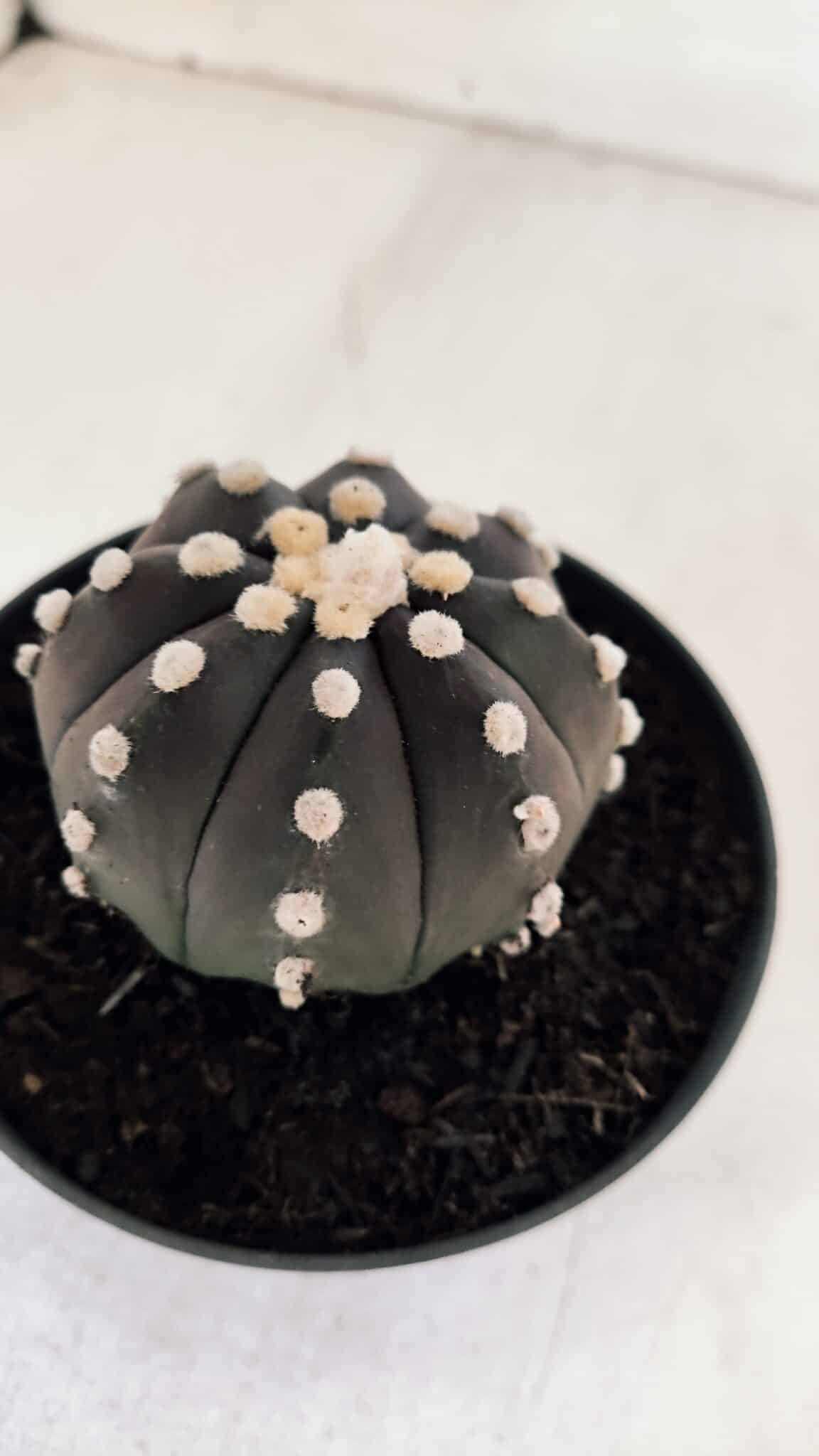 ASTROPHYTUM ASTERIAS “Purple”  Nº 876 – vaso 11